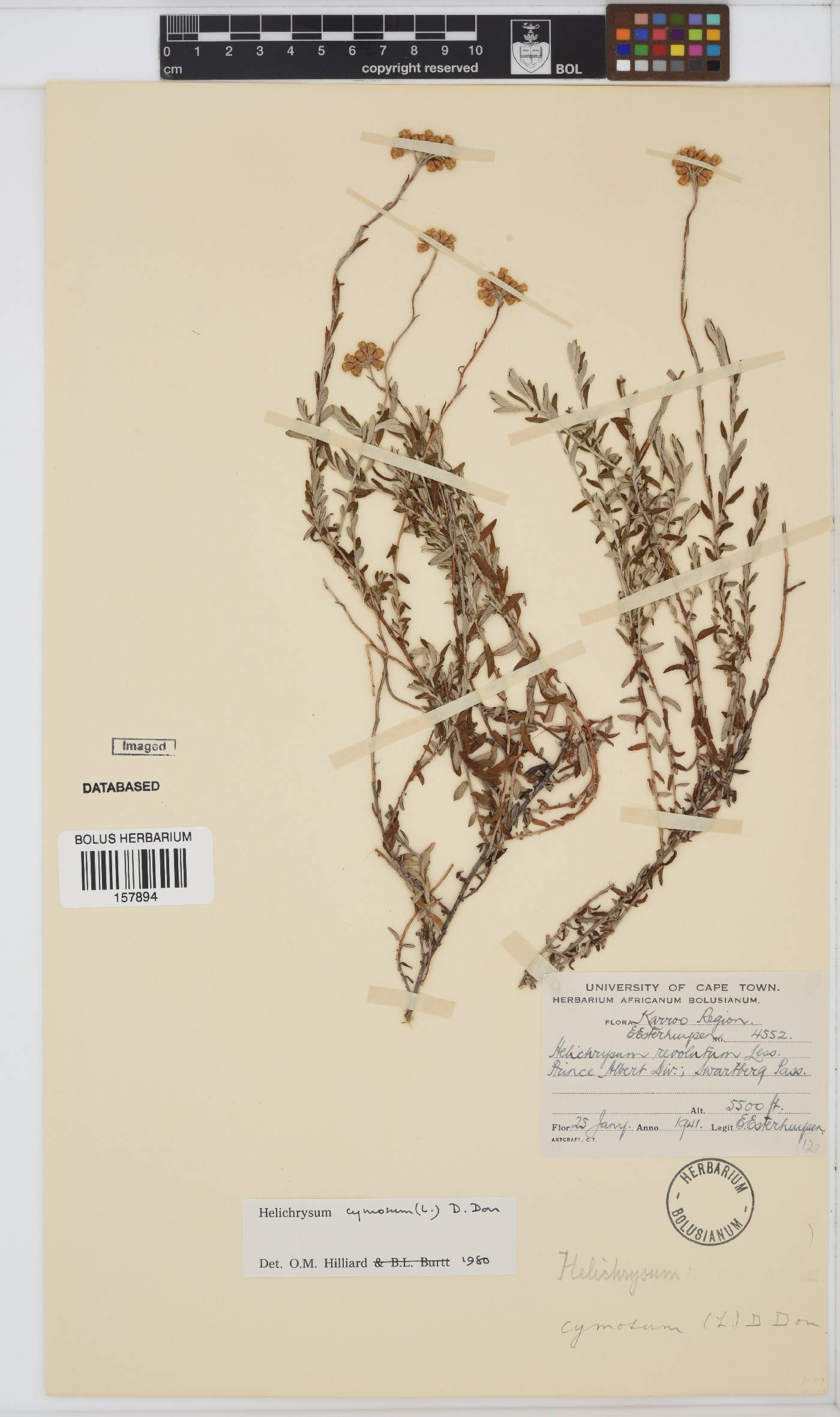 Helichrysum cymosum subsp. cymosum image