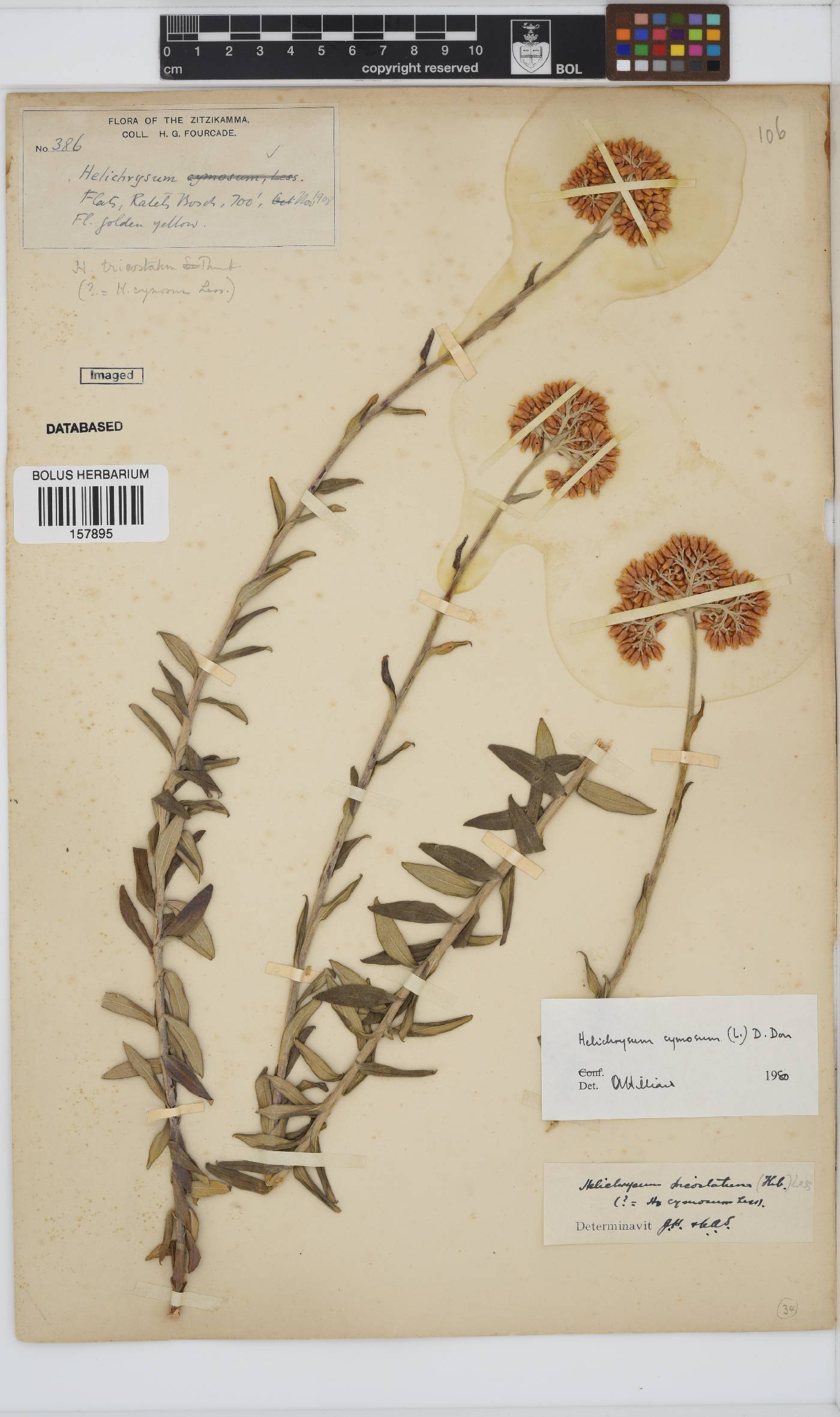 Helichrysum cymosum subsp. cymosum image