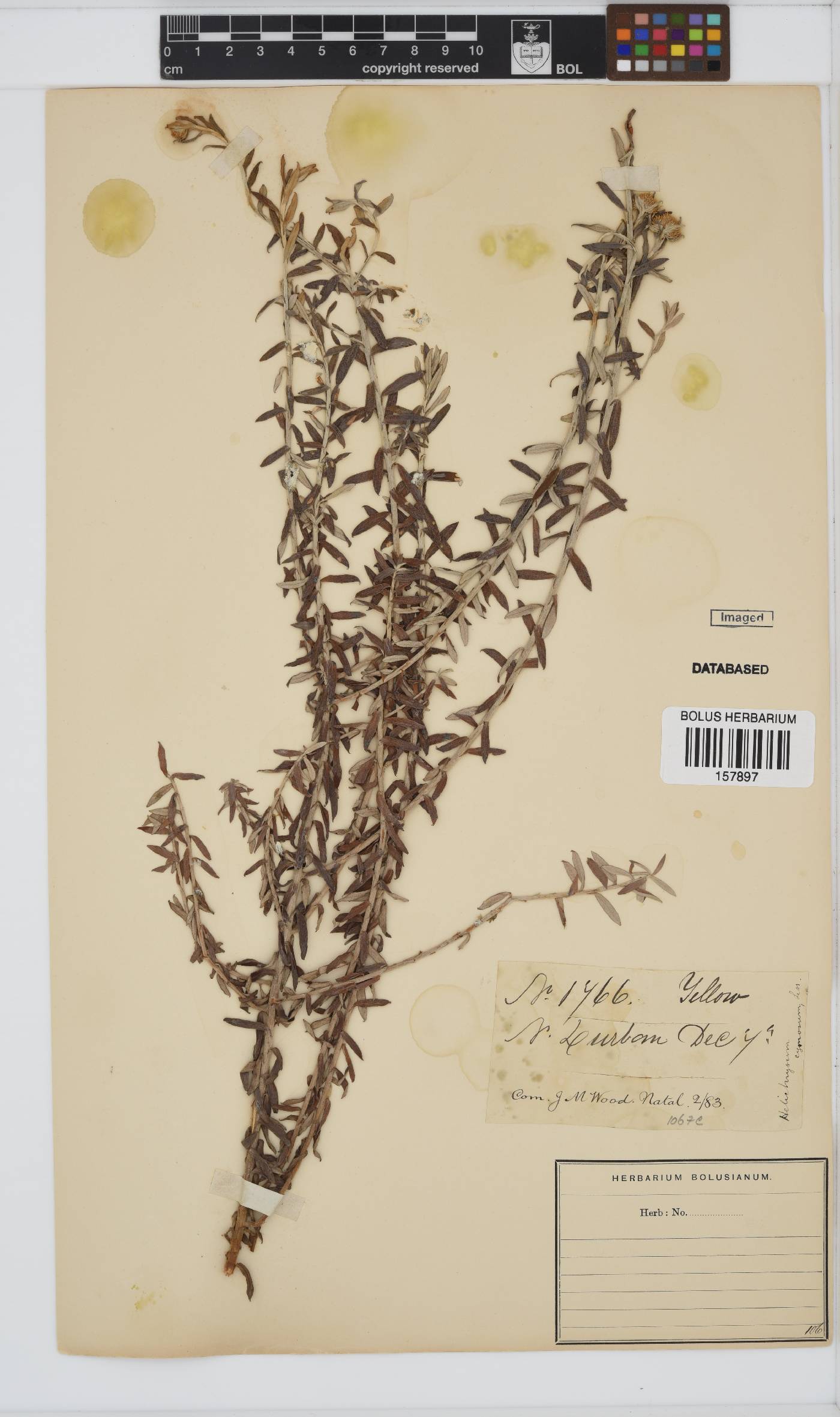 Helichrysum cymosum image