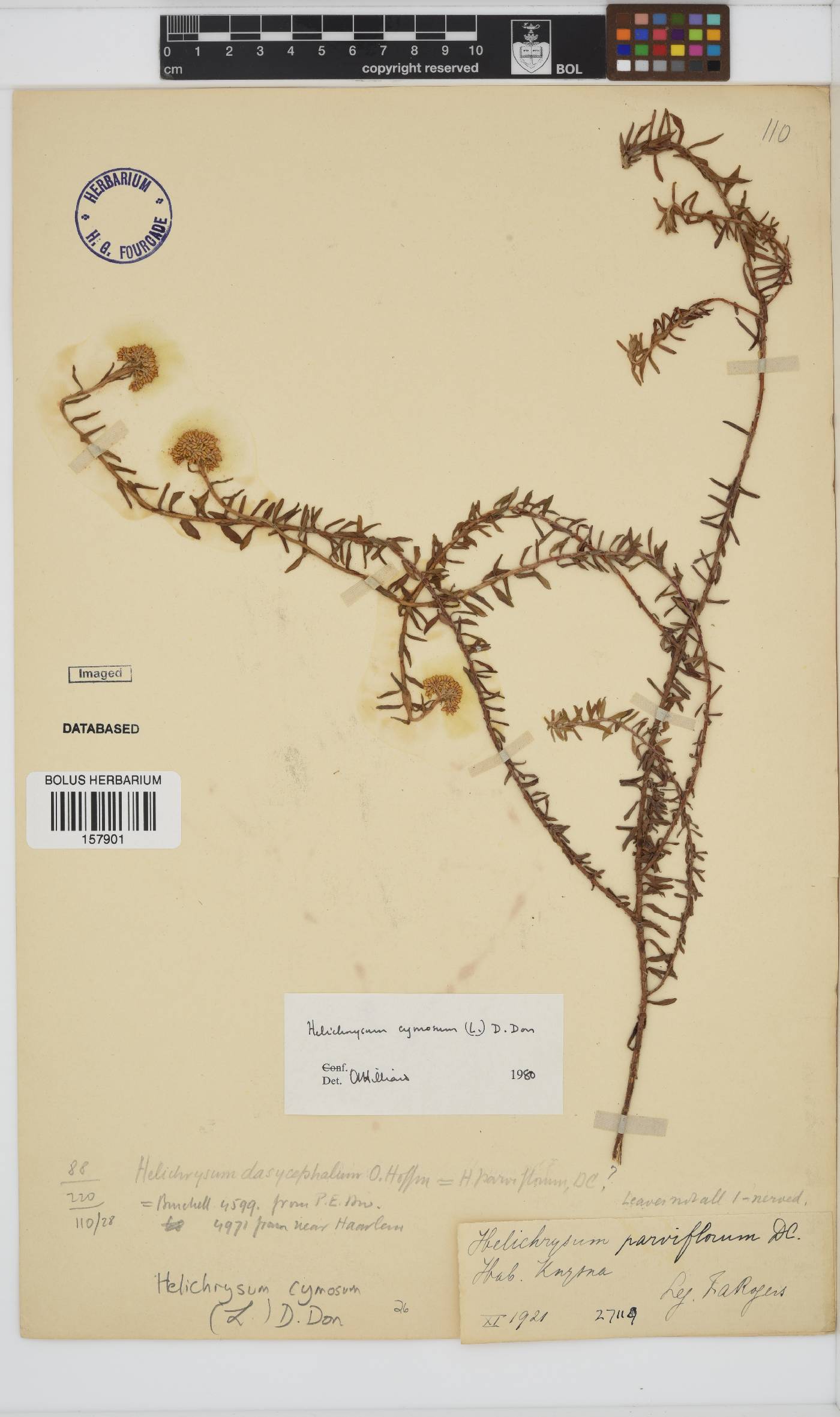 Helichrysum cymosum image