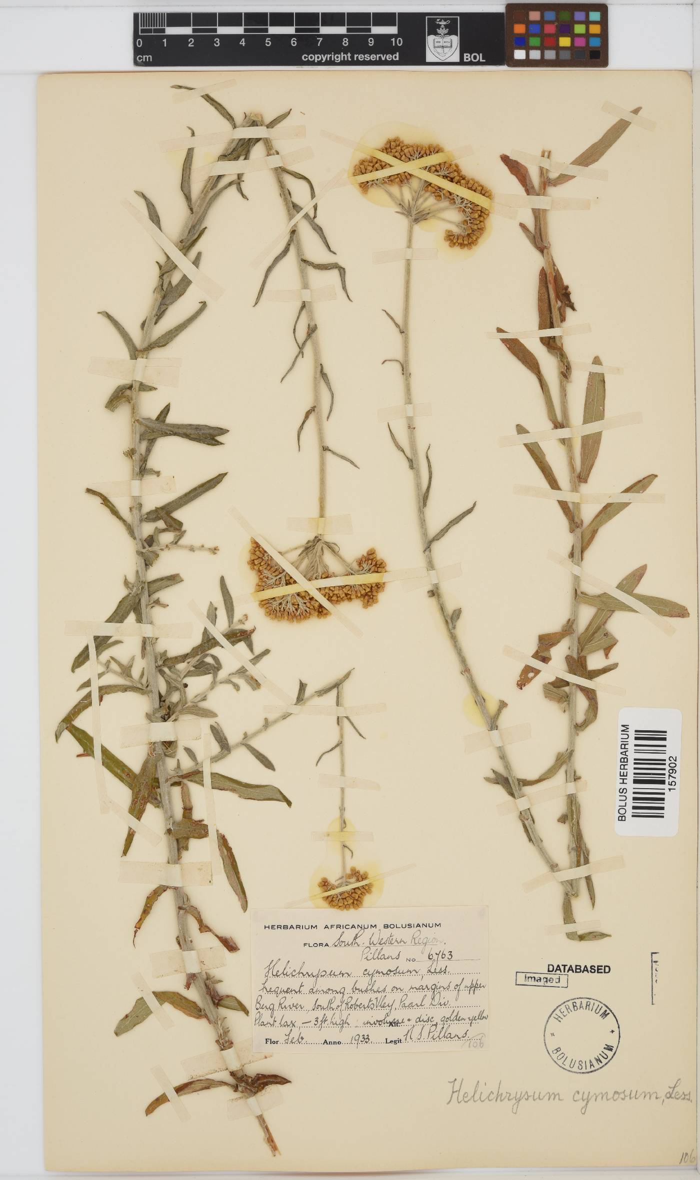Helichrysum cymosum subsp. cymosum image