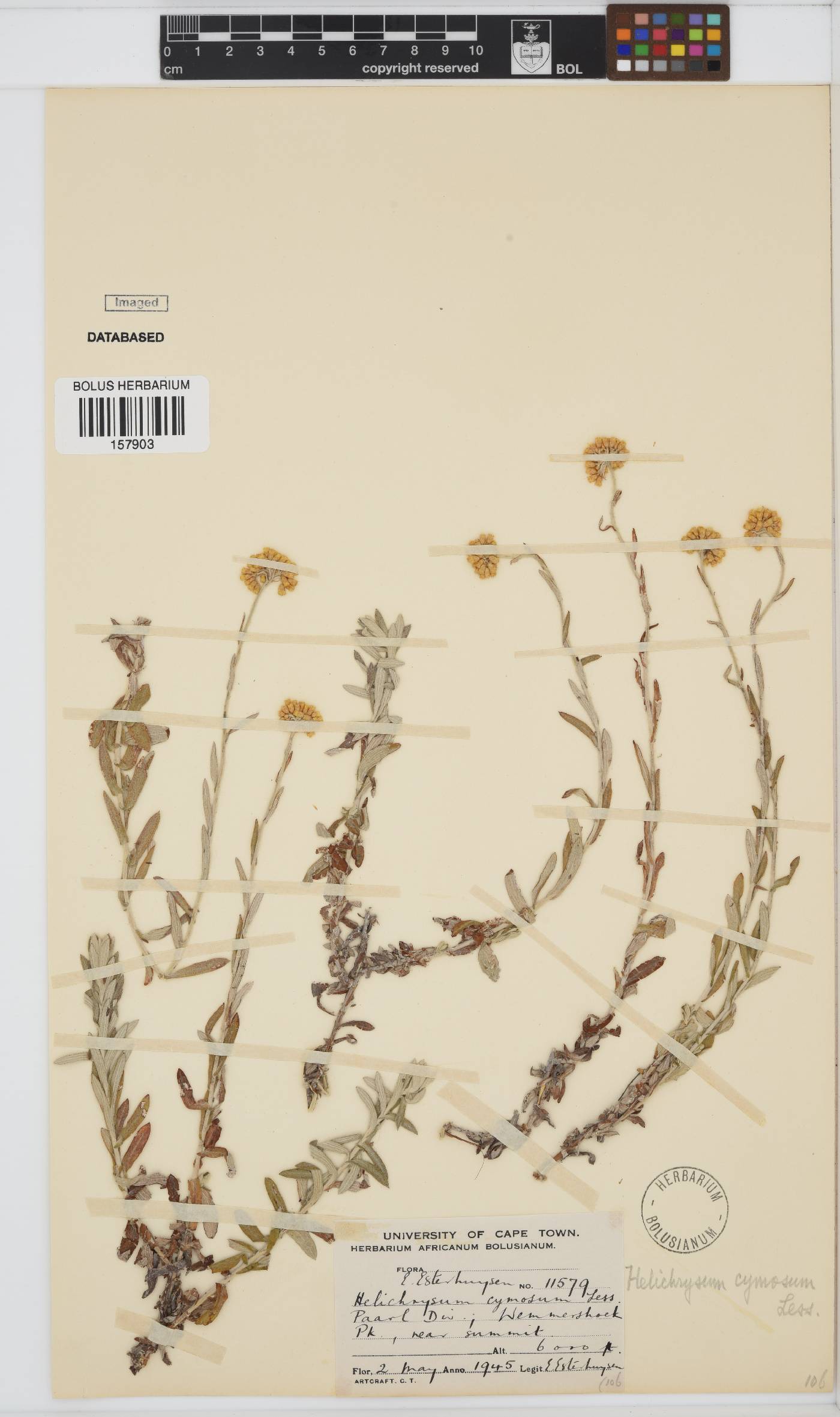 Helichrysum cymosum image