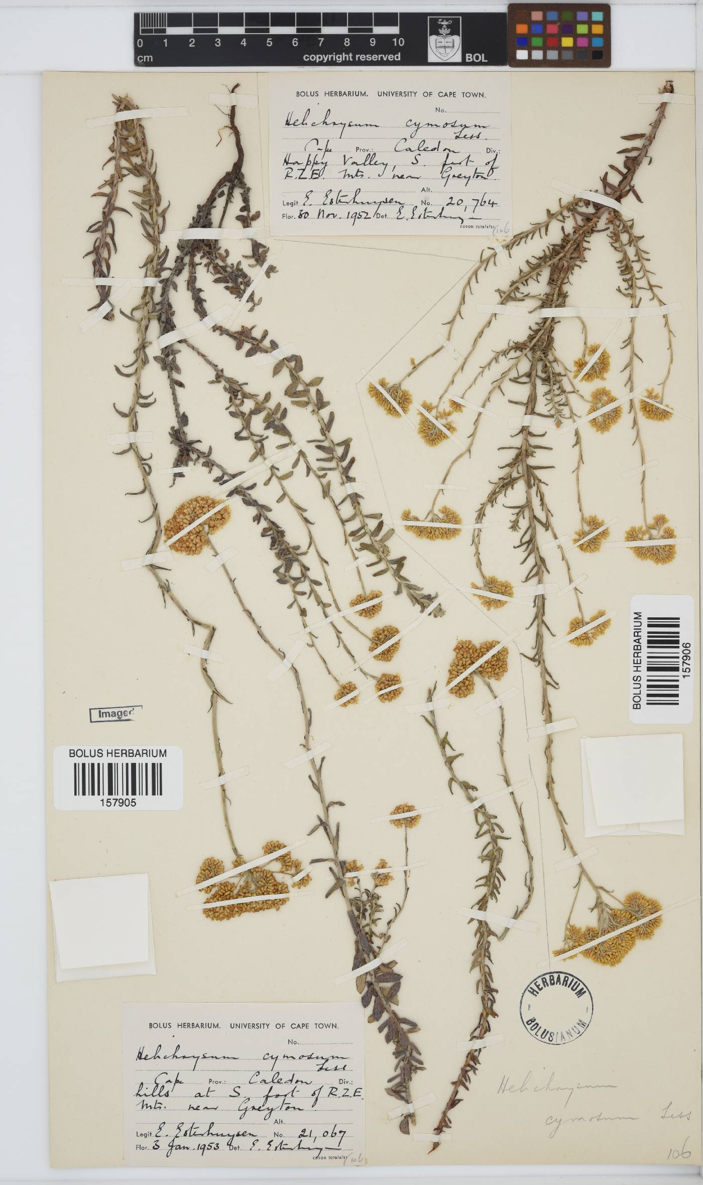 Helichrysum cymosum image