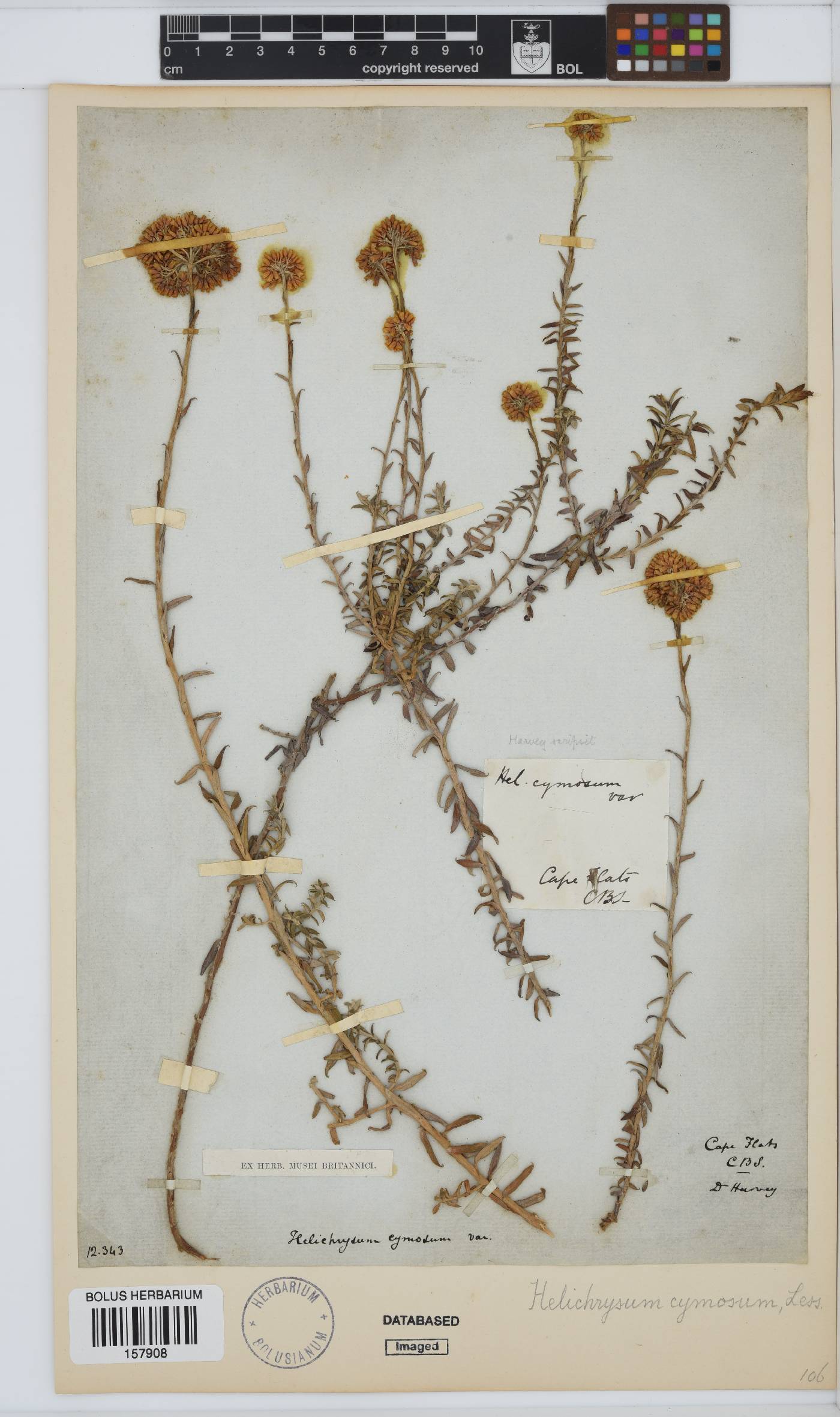 Helichrysum cymosum subsp. cymosum image