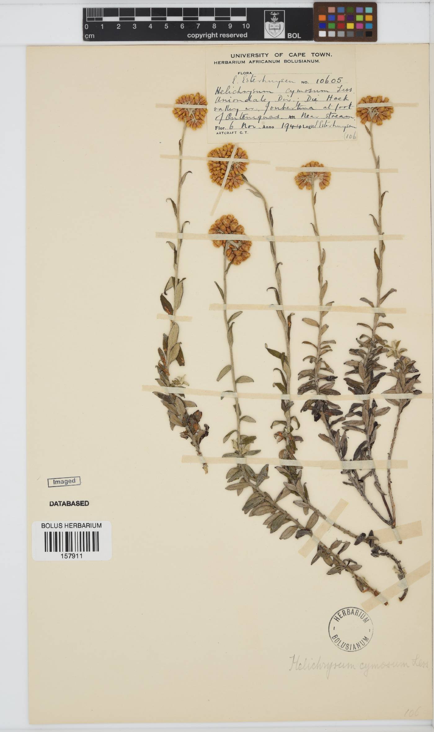Helichrysum cymosum image