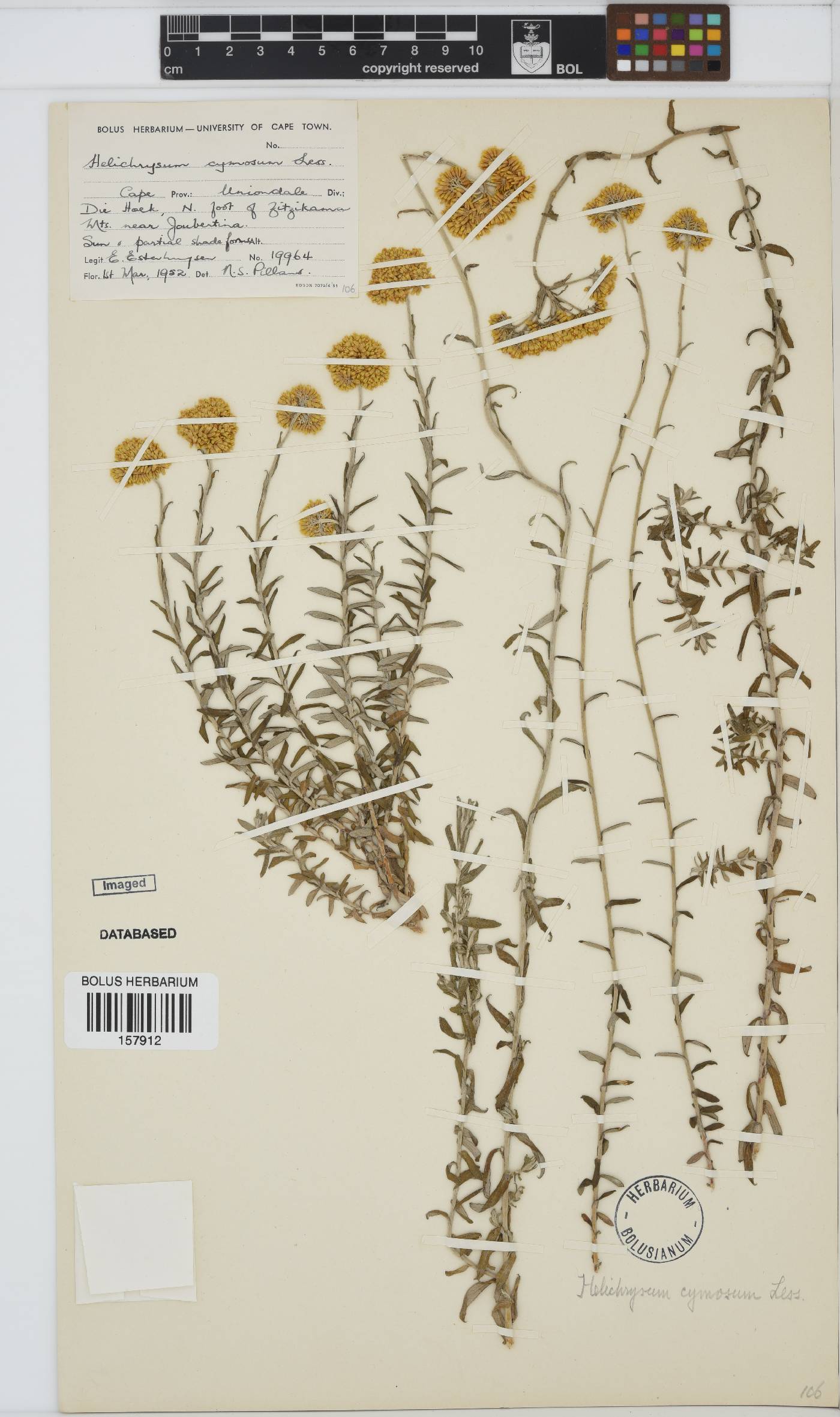 Helichrysum cymosum image