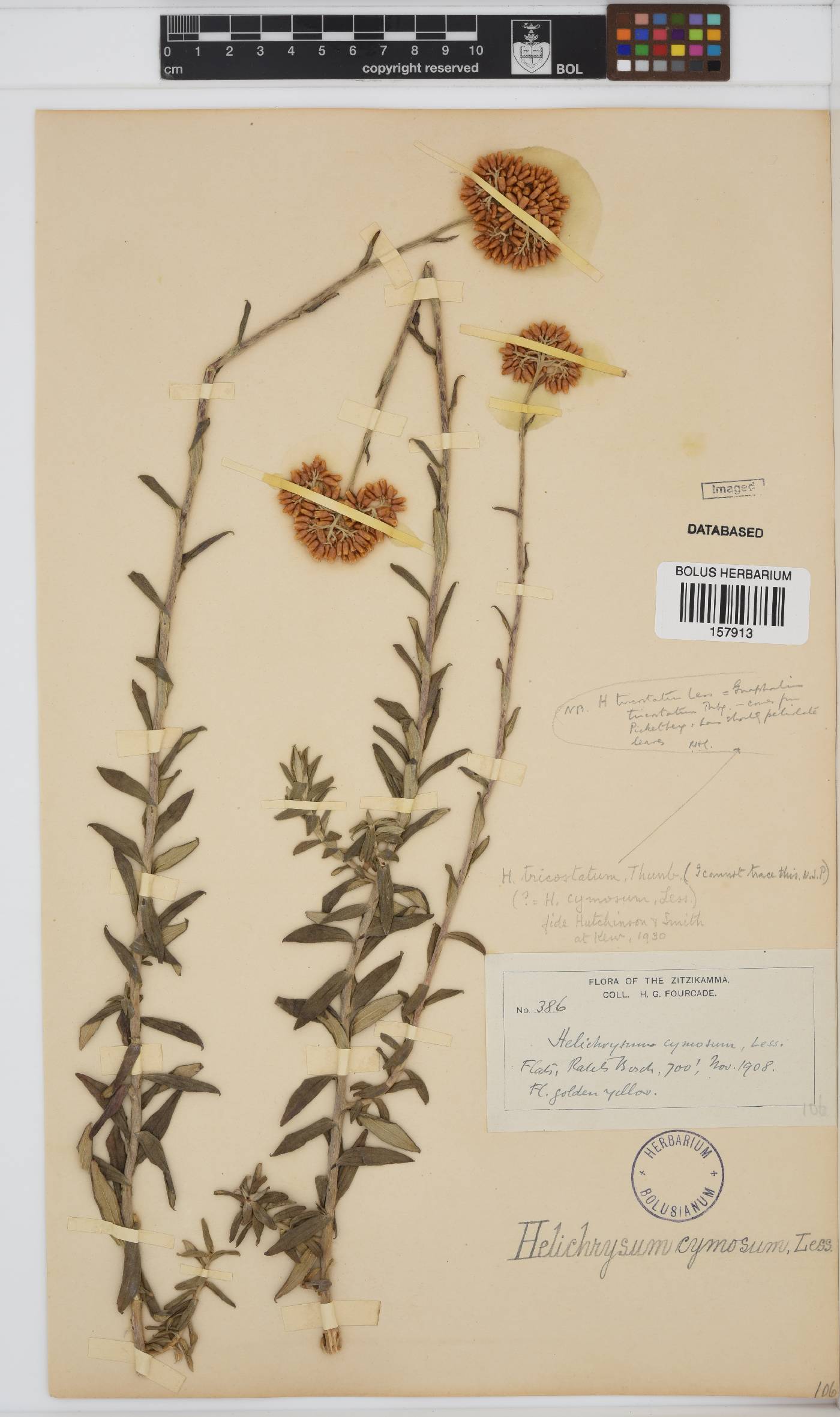 Helichrysum cymosum image