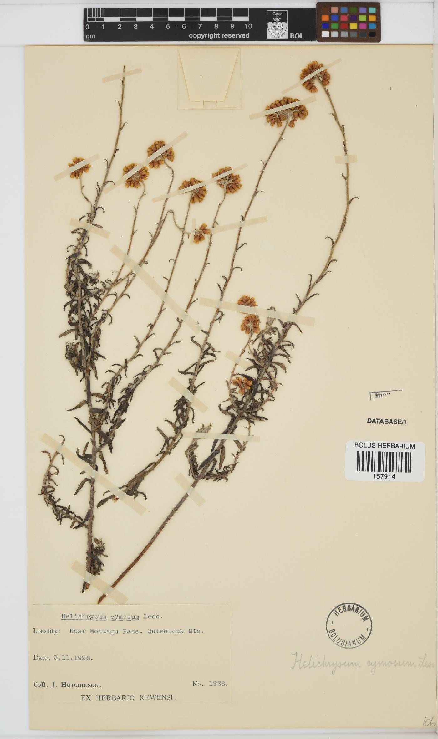 Helichrysum cymosum subsp. cymosum image