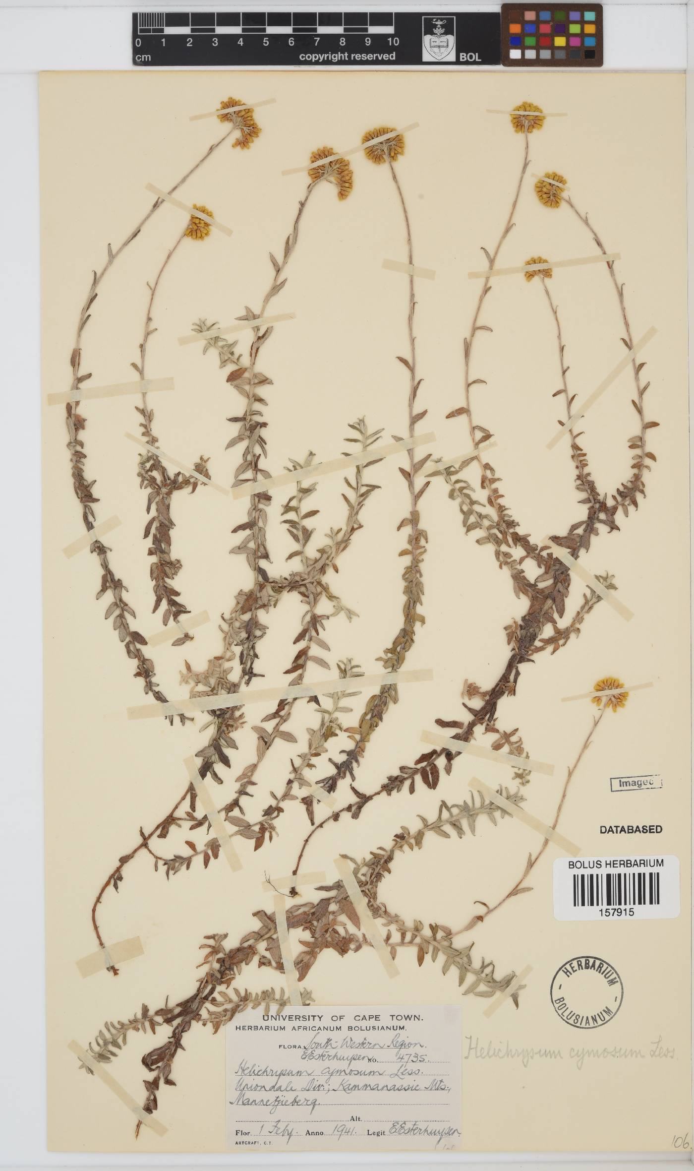 Helichrysum cymosum subsp. cymosum image