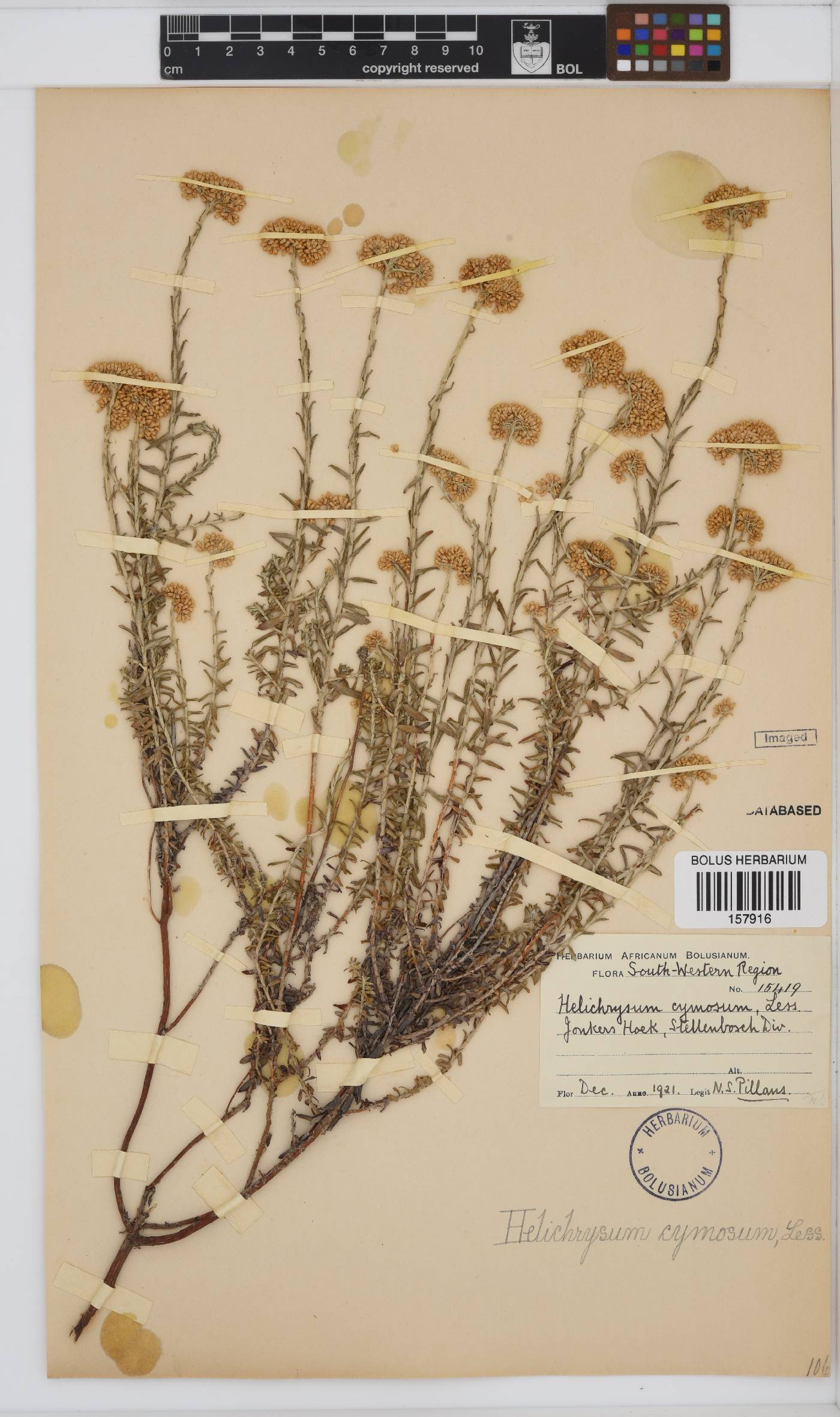 Helichrysum cymosum subsp. cymosum image