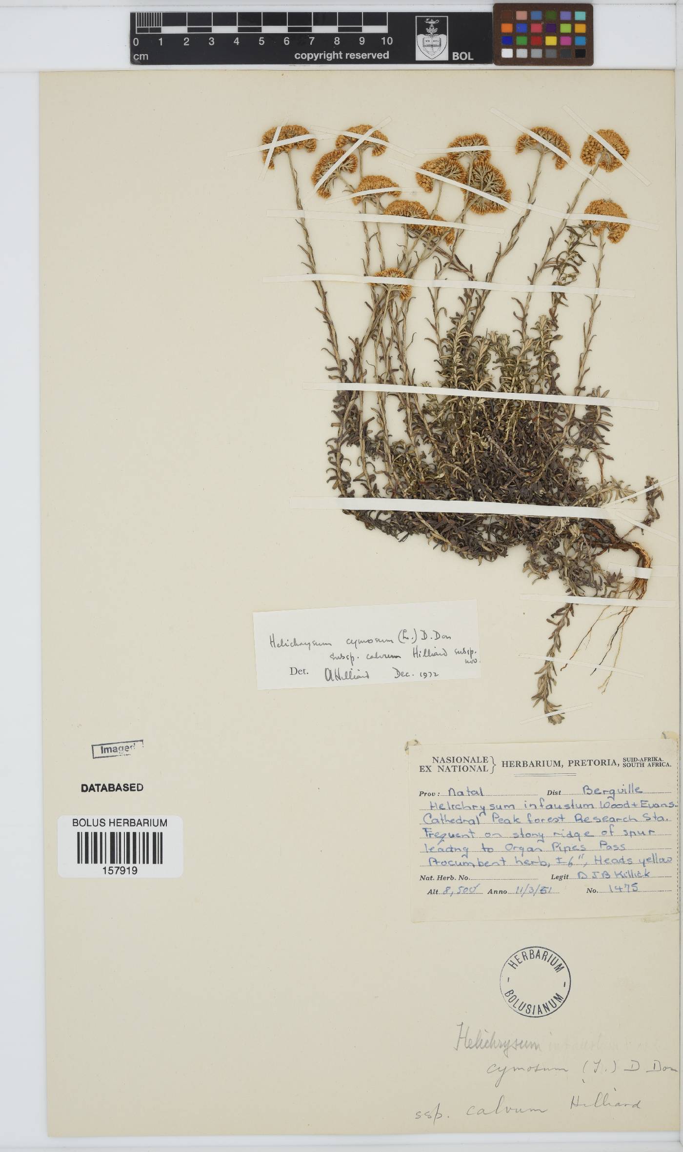 Helichrysum cymosum subsp. calvum image