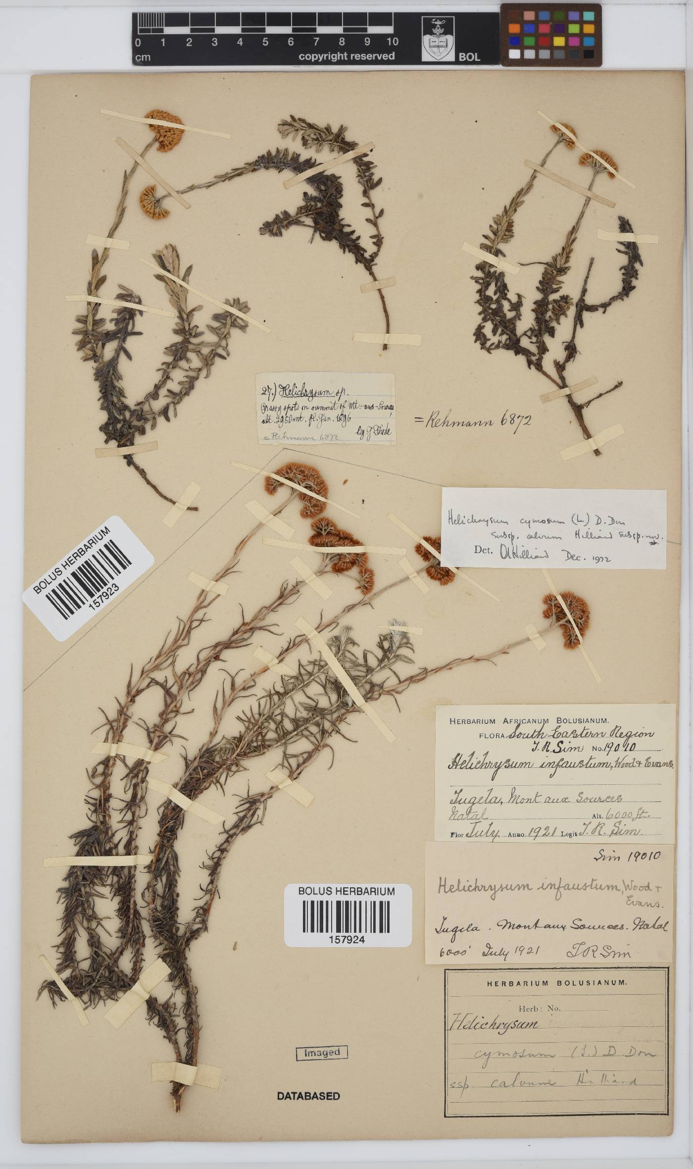 Helichrysum cymosum subsp. calvum image