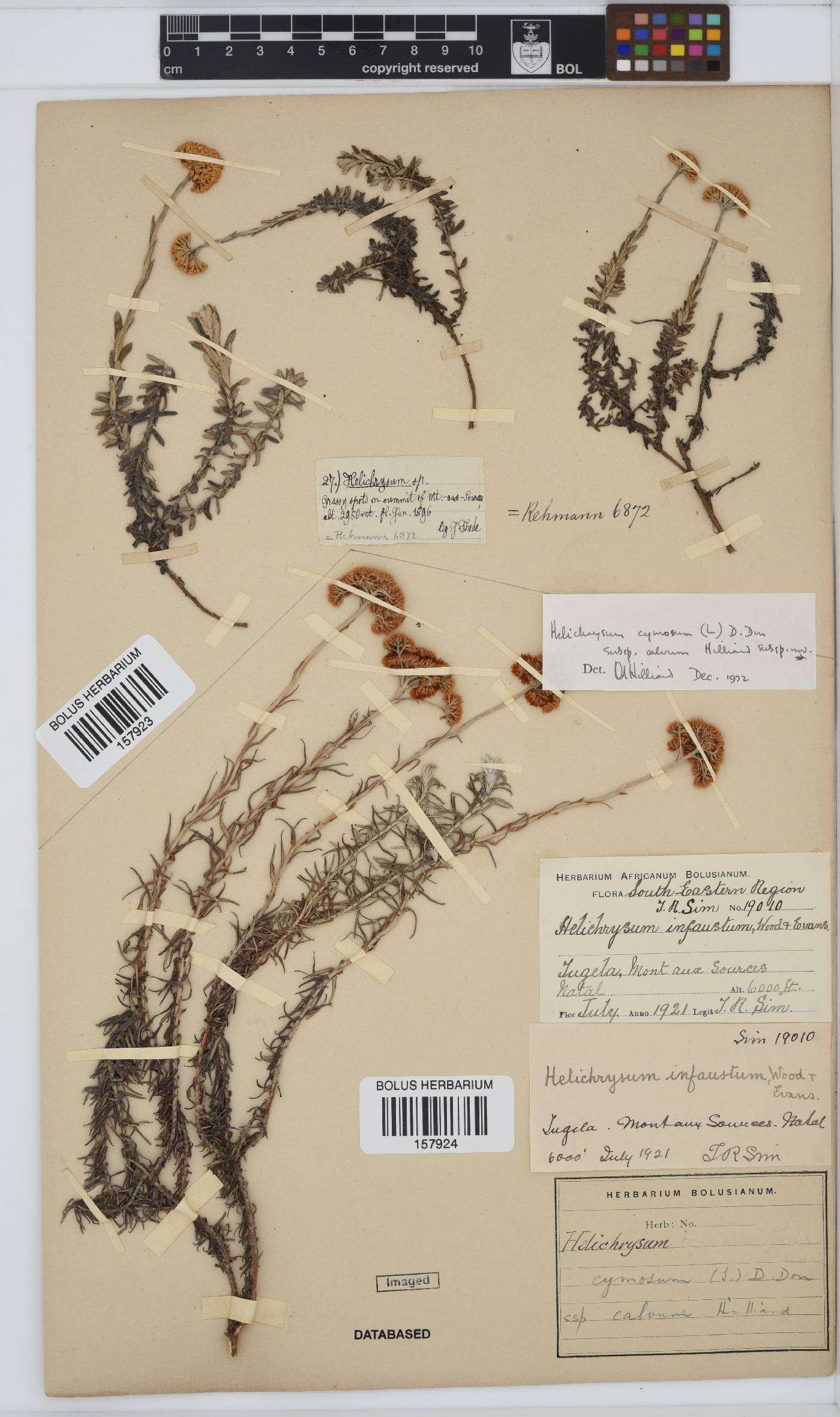 Helichrysum cymosum subsp. calvum image