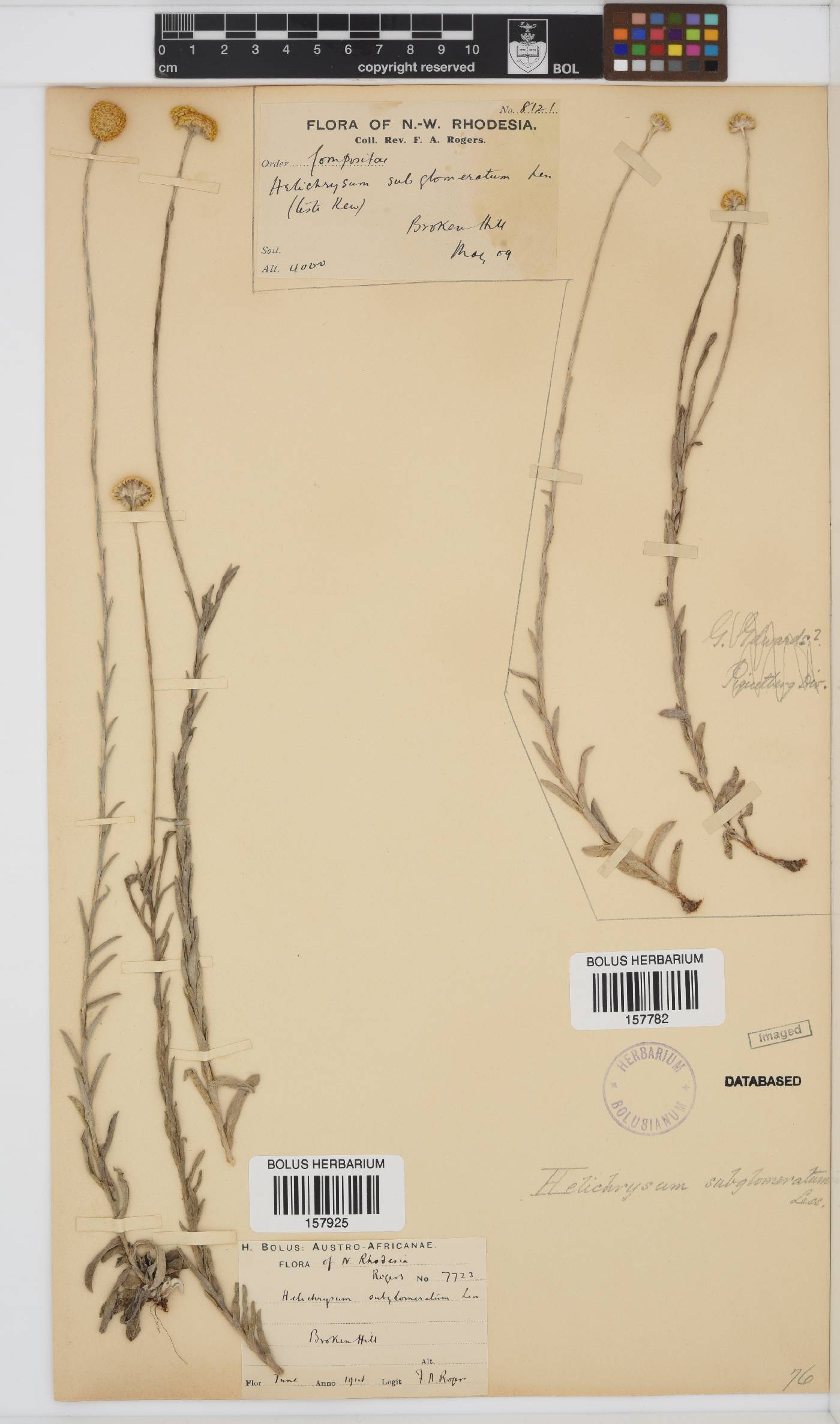 Helichrysum subglomeratum image