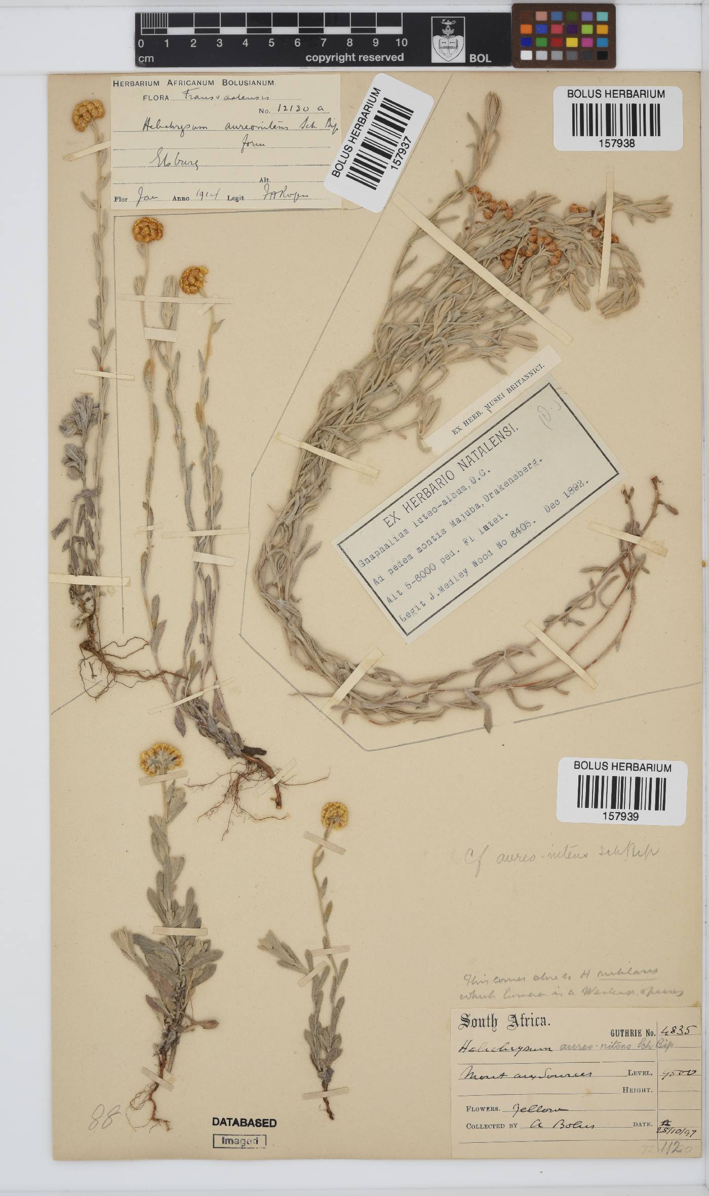 Helichrysum aureonitens image