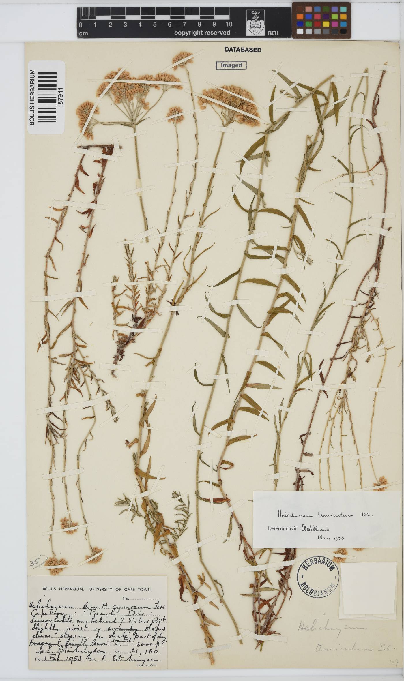 Helichrysum tenuiculum image