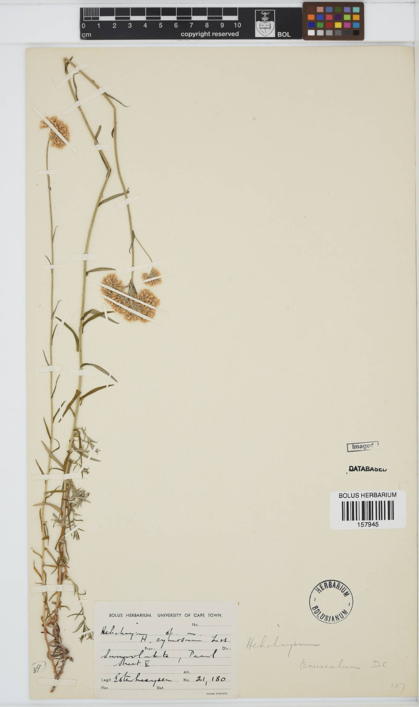 Helichrysum tenuiculum image