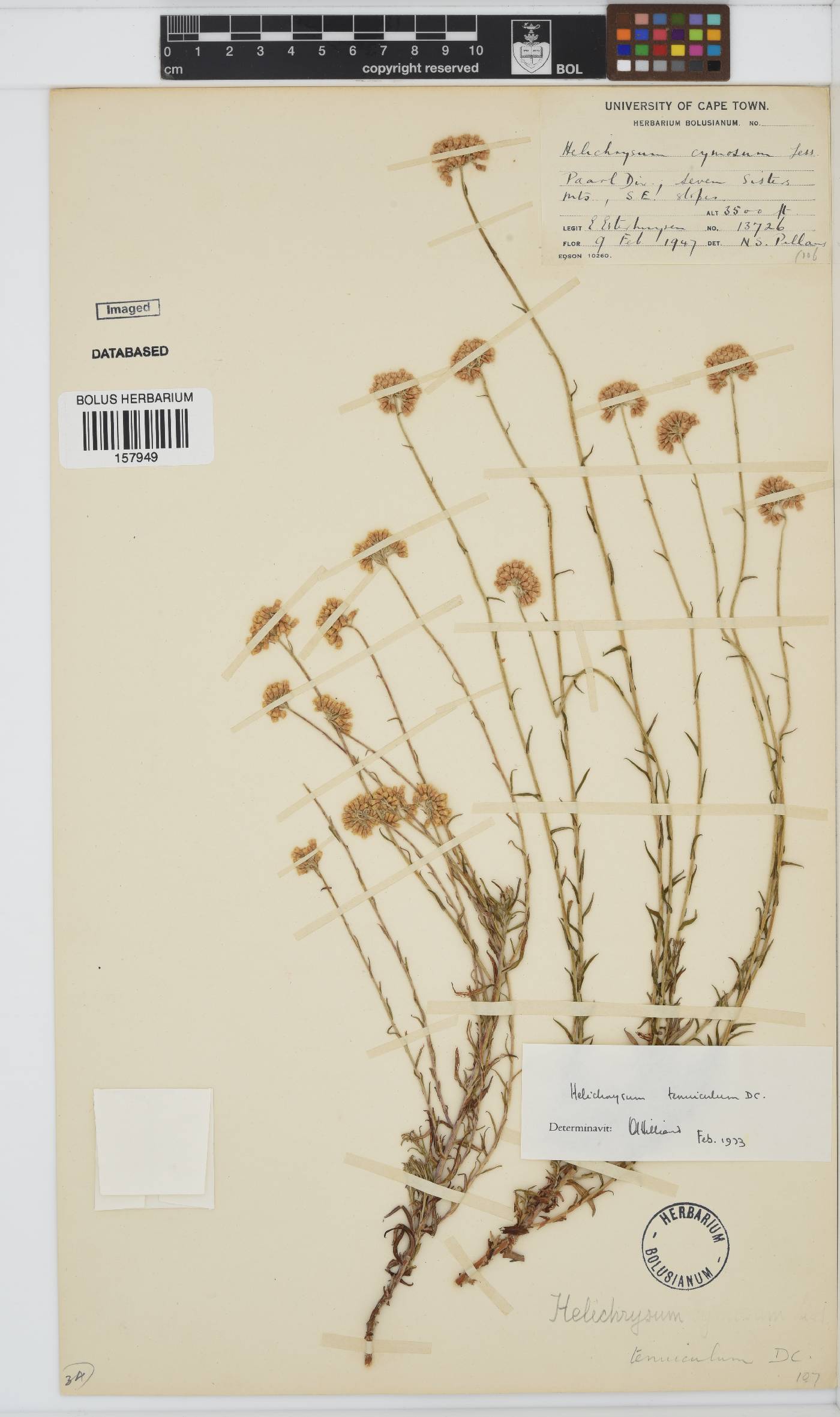 Helichrysum tenuiculum image