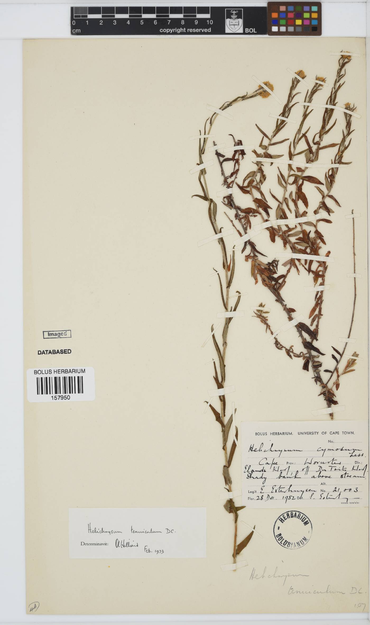 Helichrysum tenuiculum image