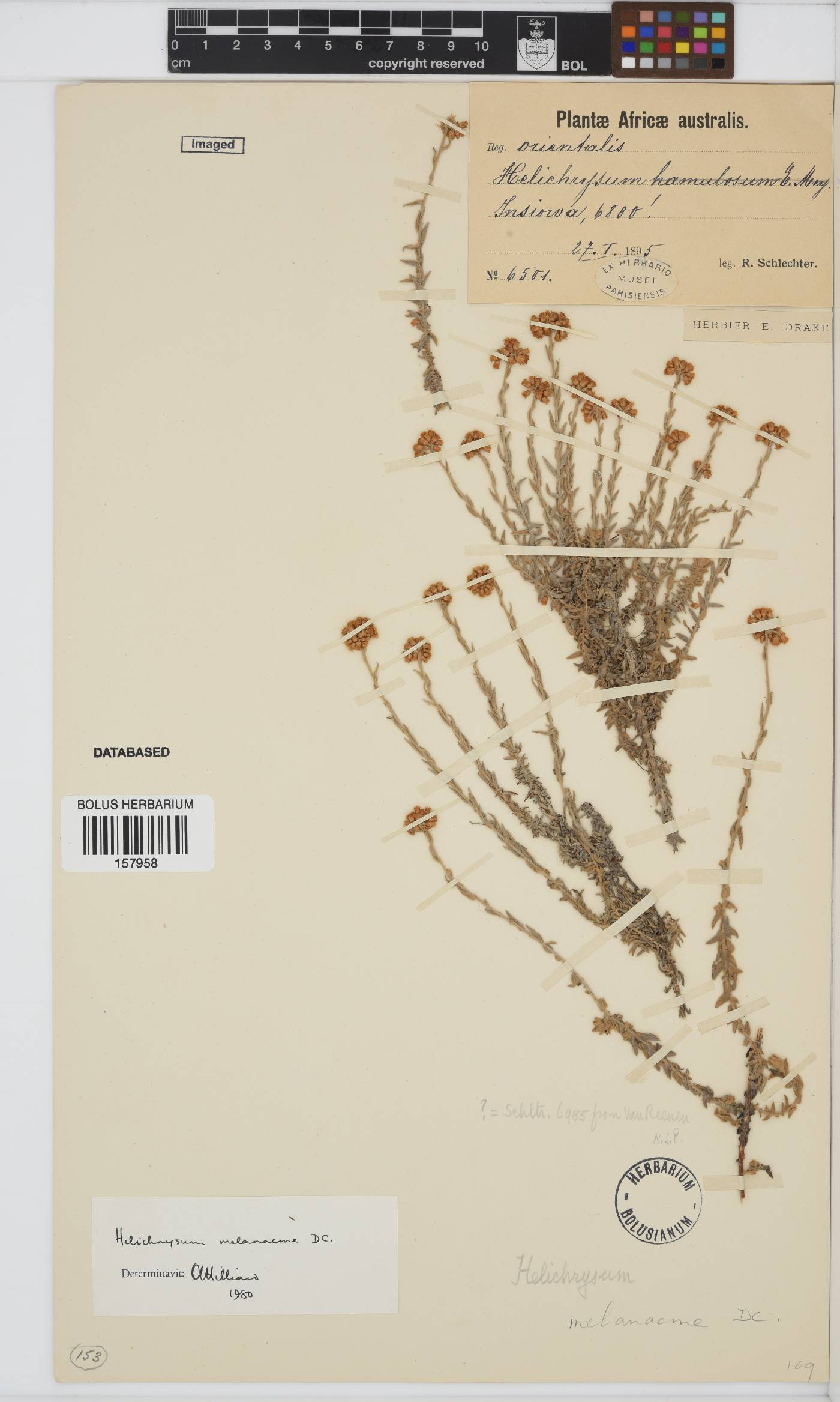 Helichrysum melanacme image