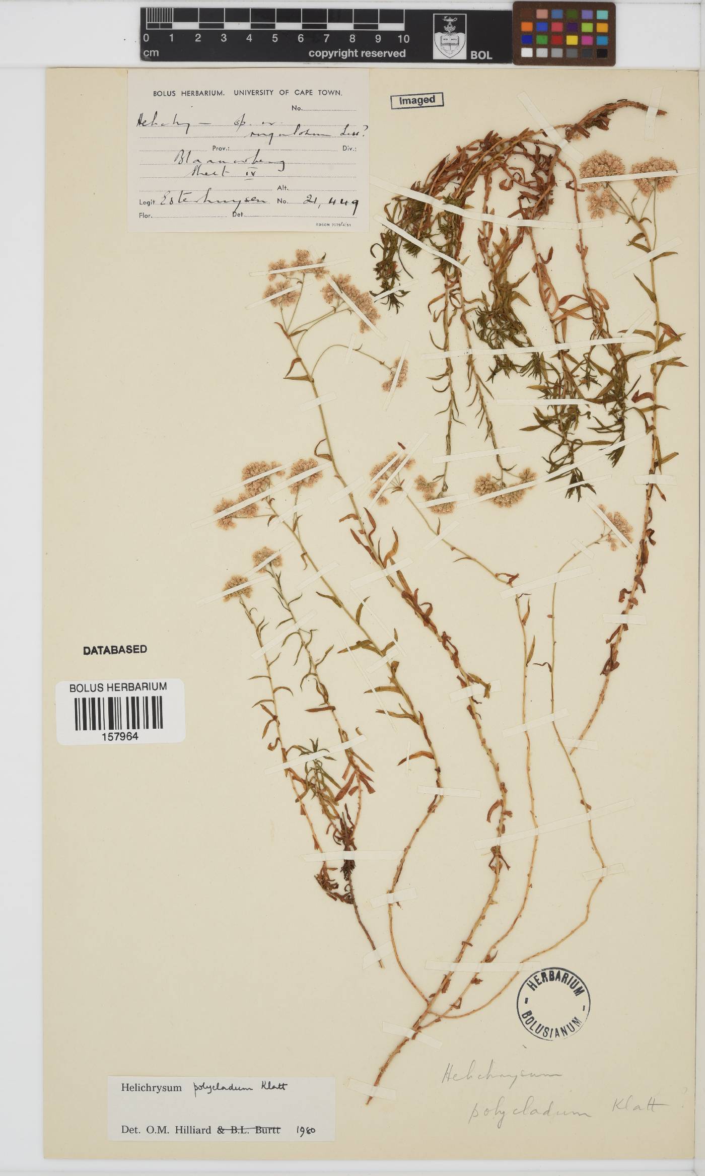 Helichrysum polycladum image