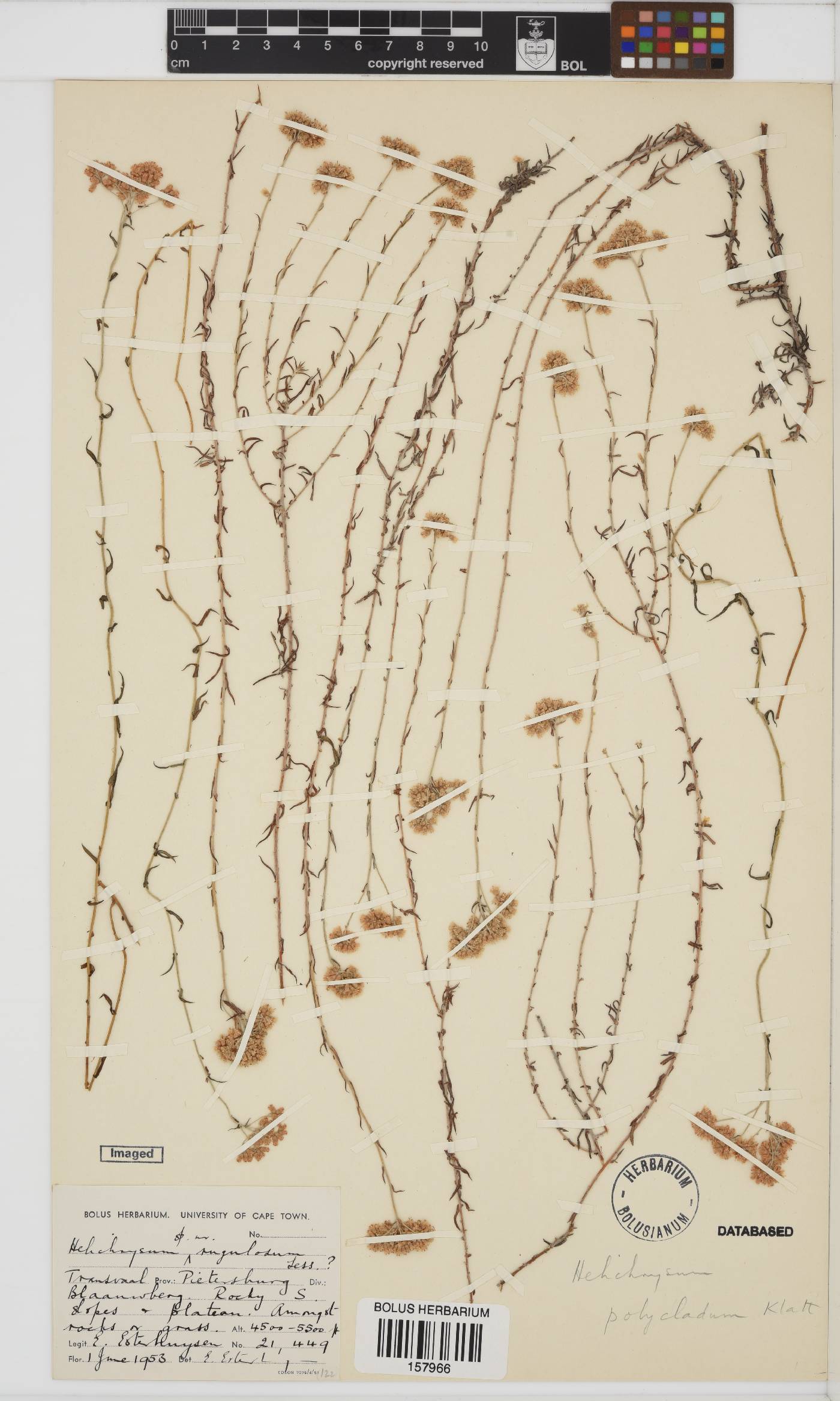 Helichrysum polycladum image