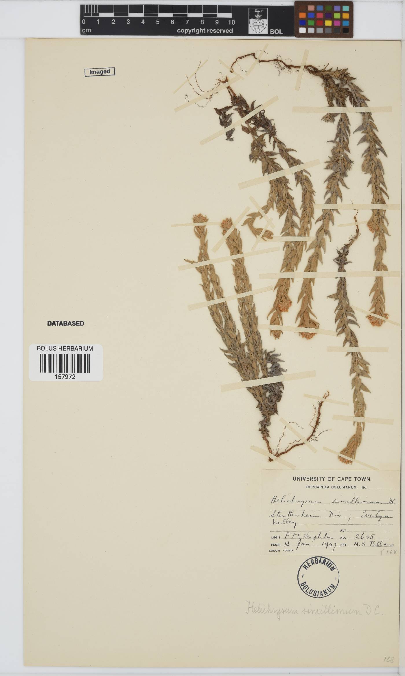 Helichrysum simillimum image