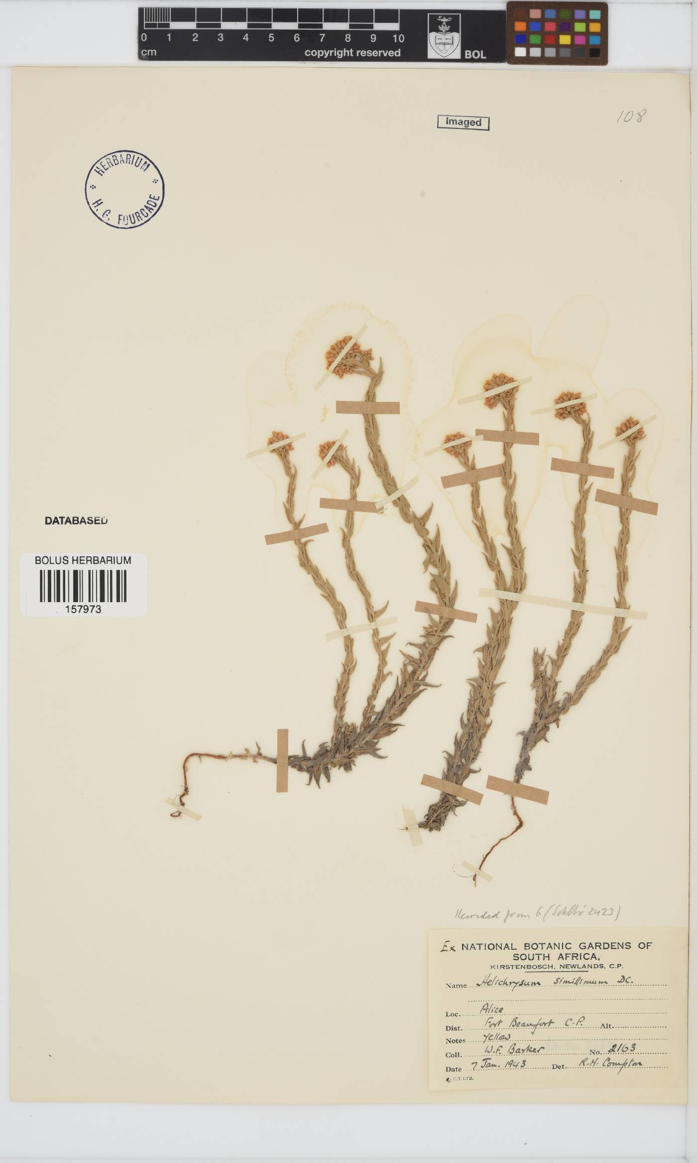Helichrysum simillimum image