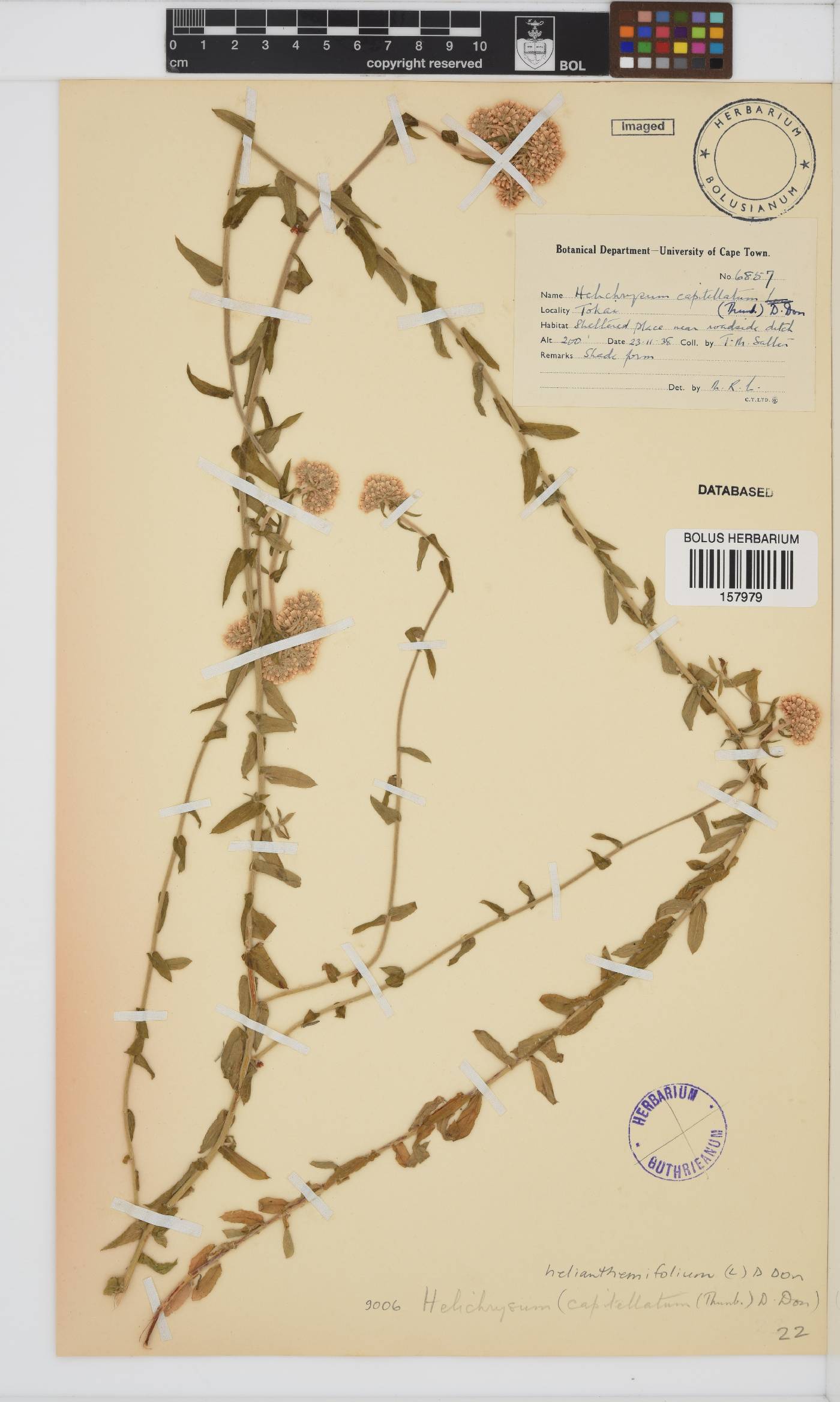 Helichrysum helianthemifolium image