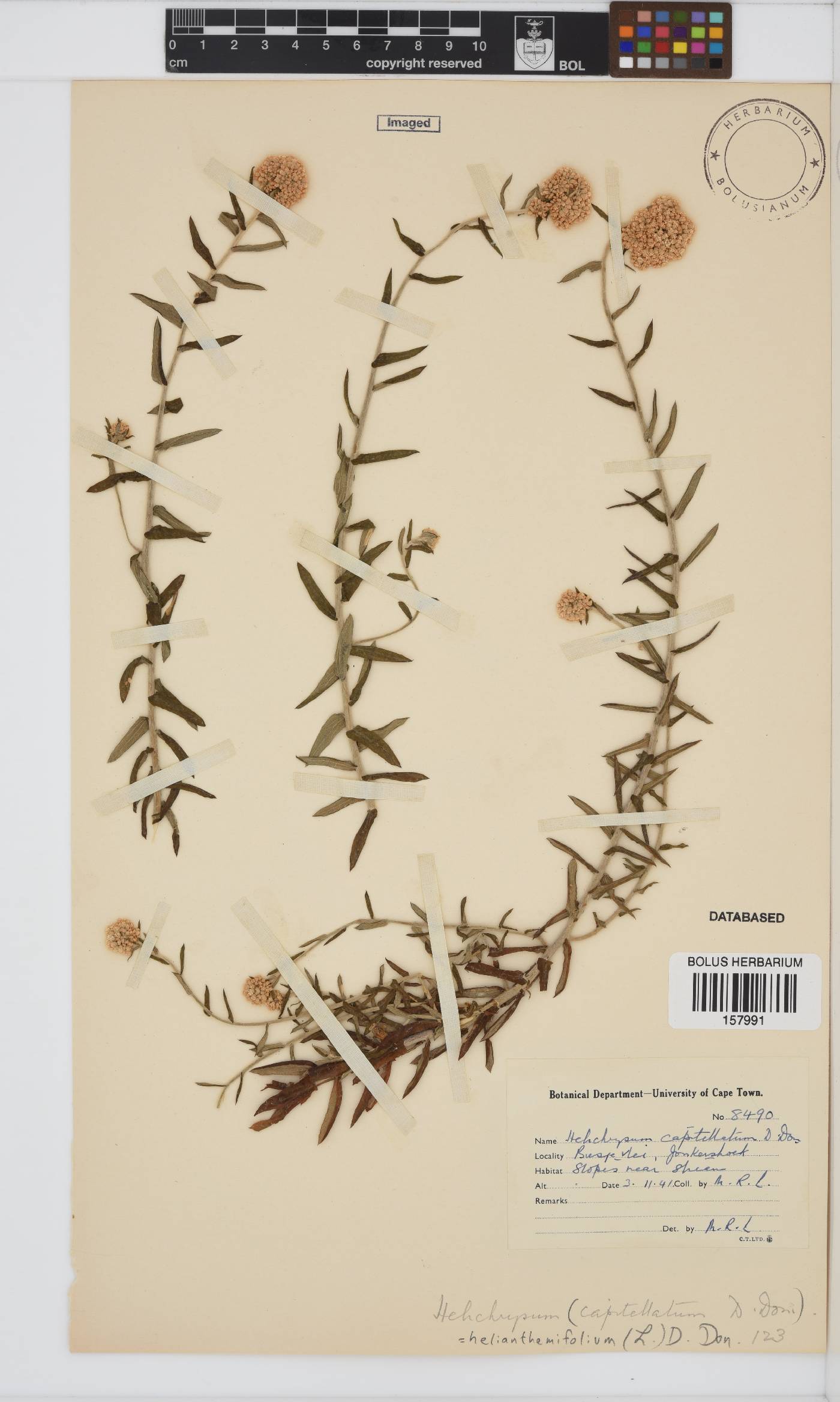 Helichrysum helianthemifolium image