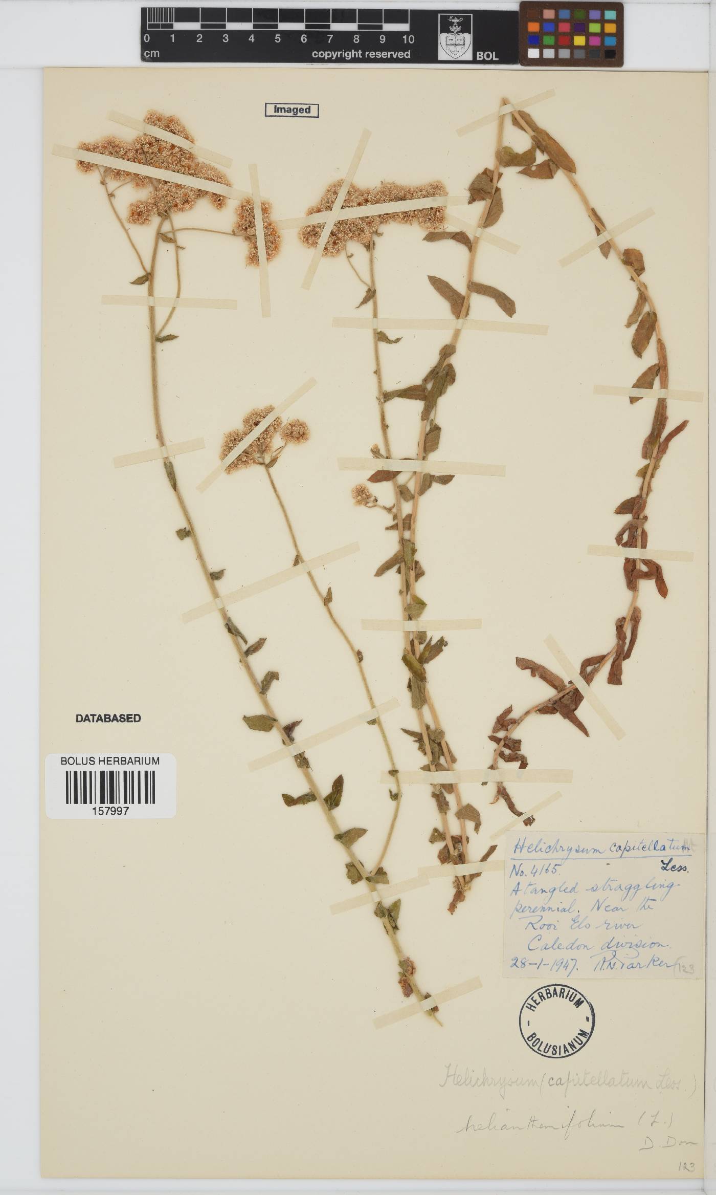 Helichrysum helianthemifolium image