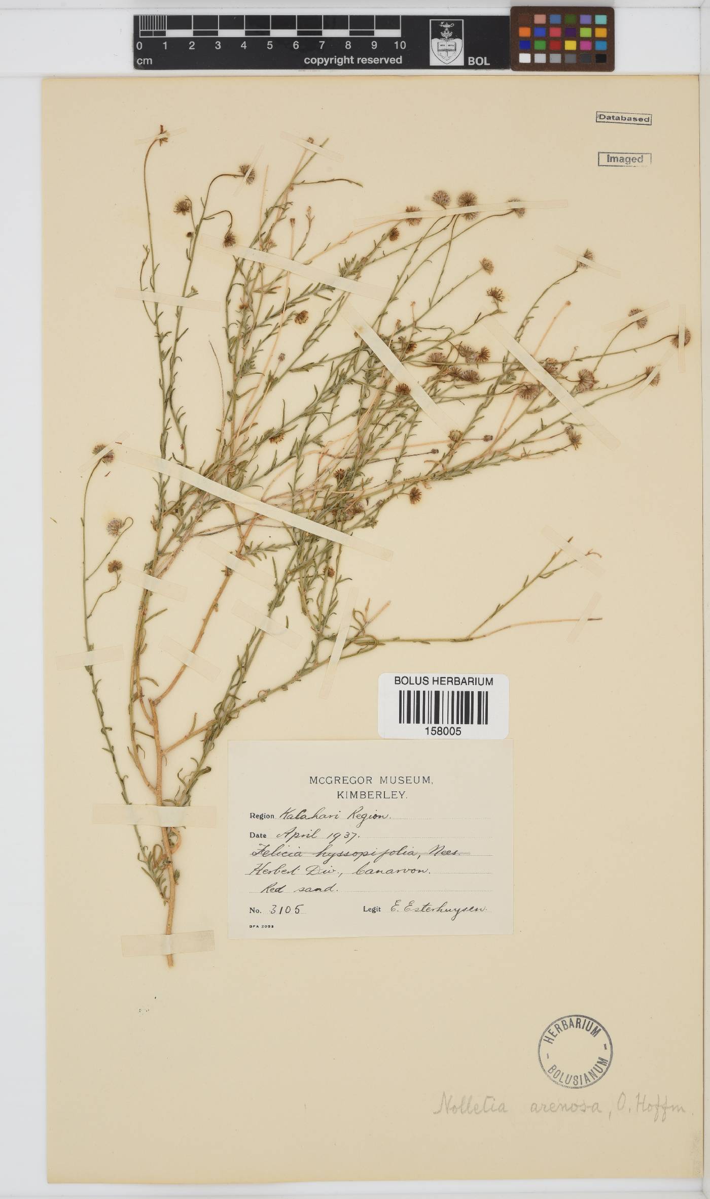 Nolletia chrysocomoides image