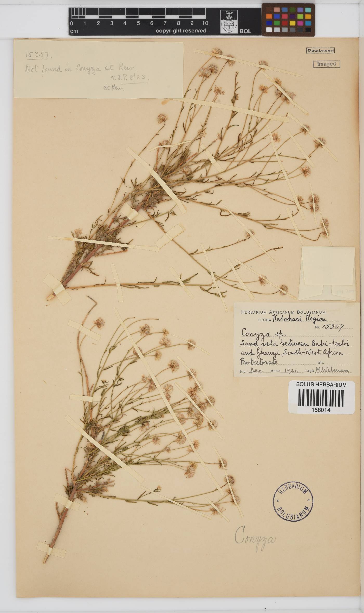 Nolletia chrysocomoides image