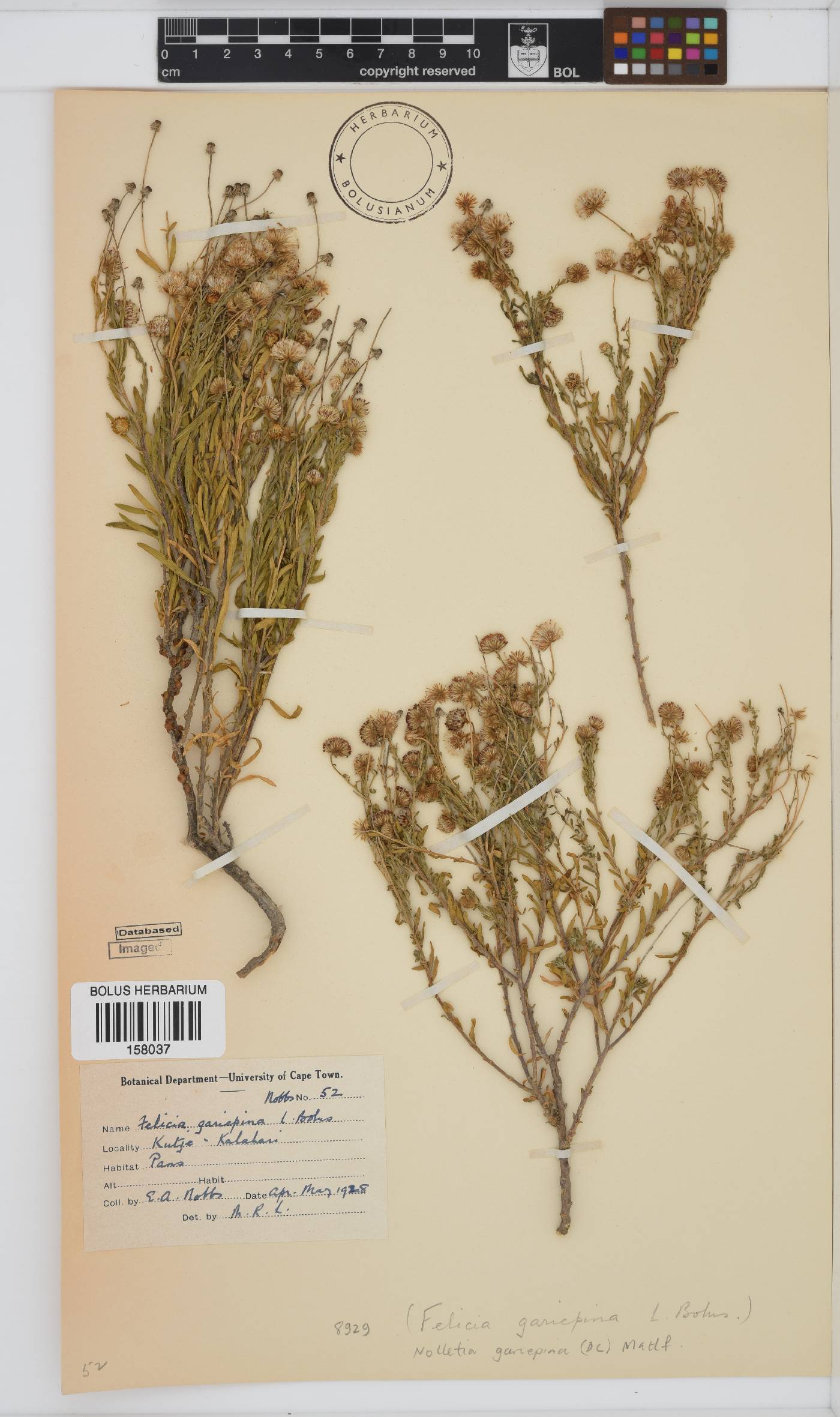 Nolletia gariepina image