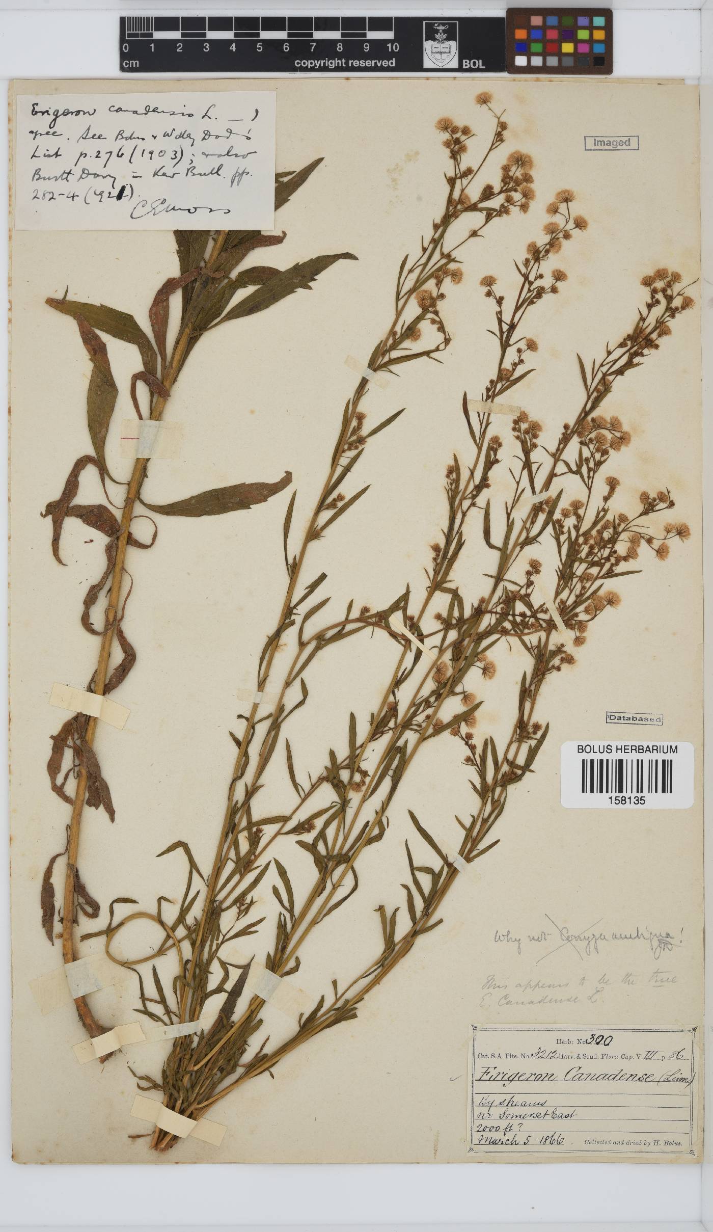 Erigeron canadensis image