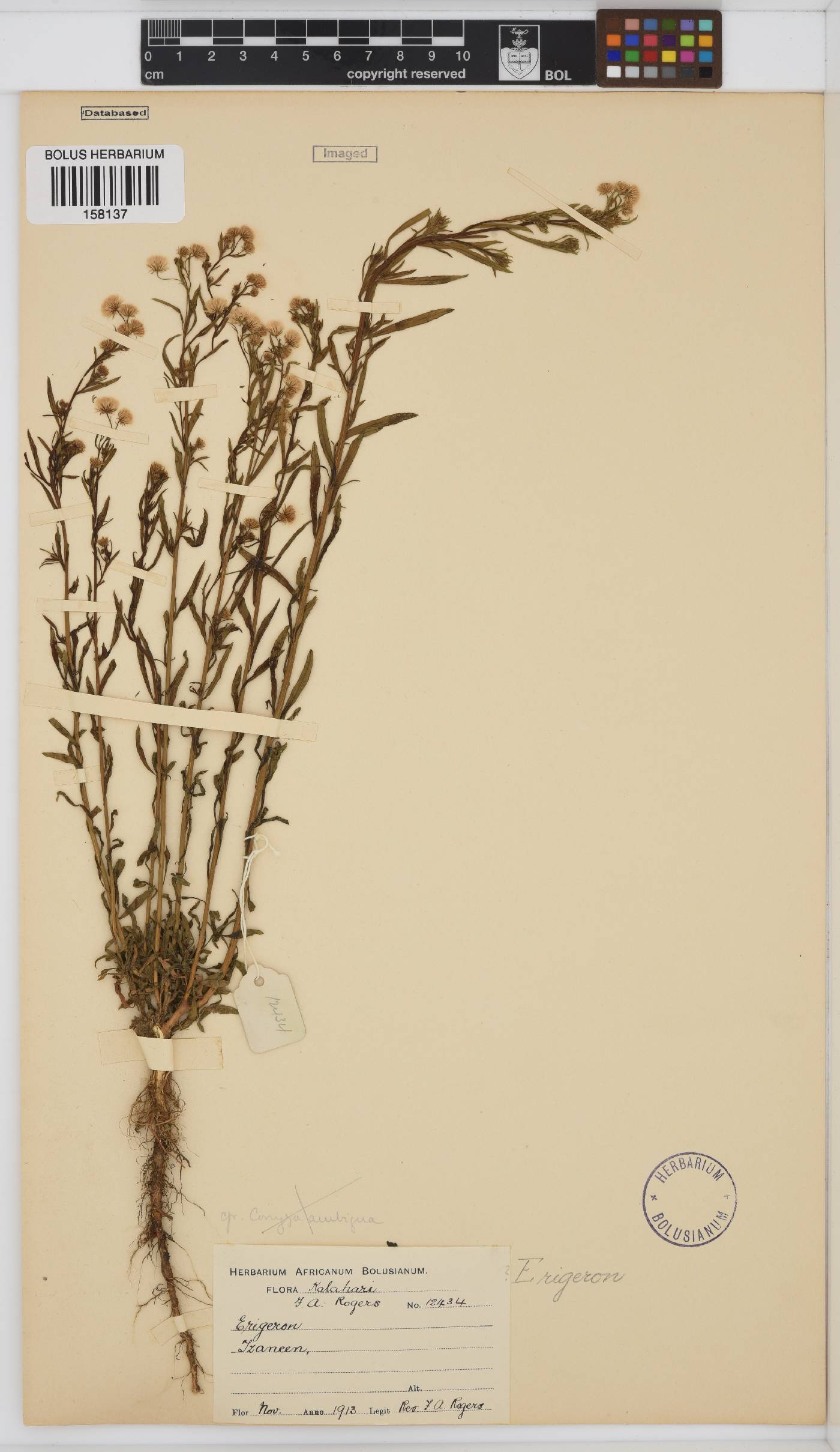 Erigeron canadensis image