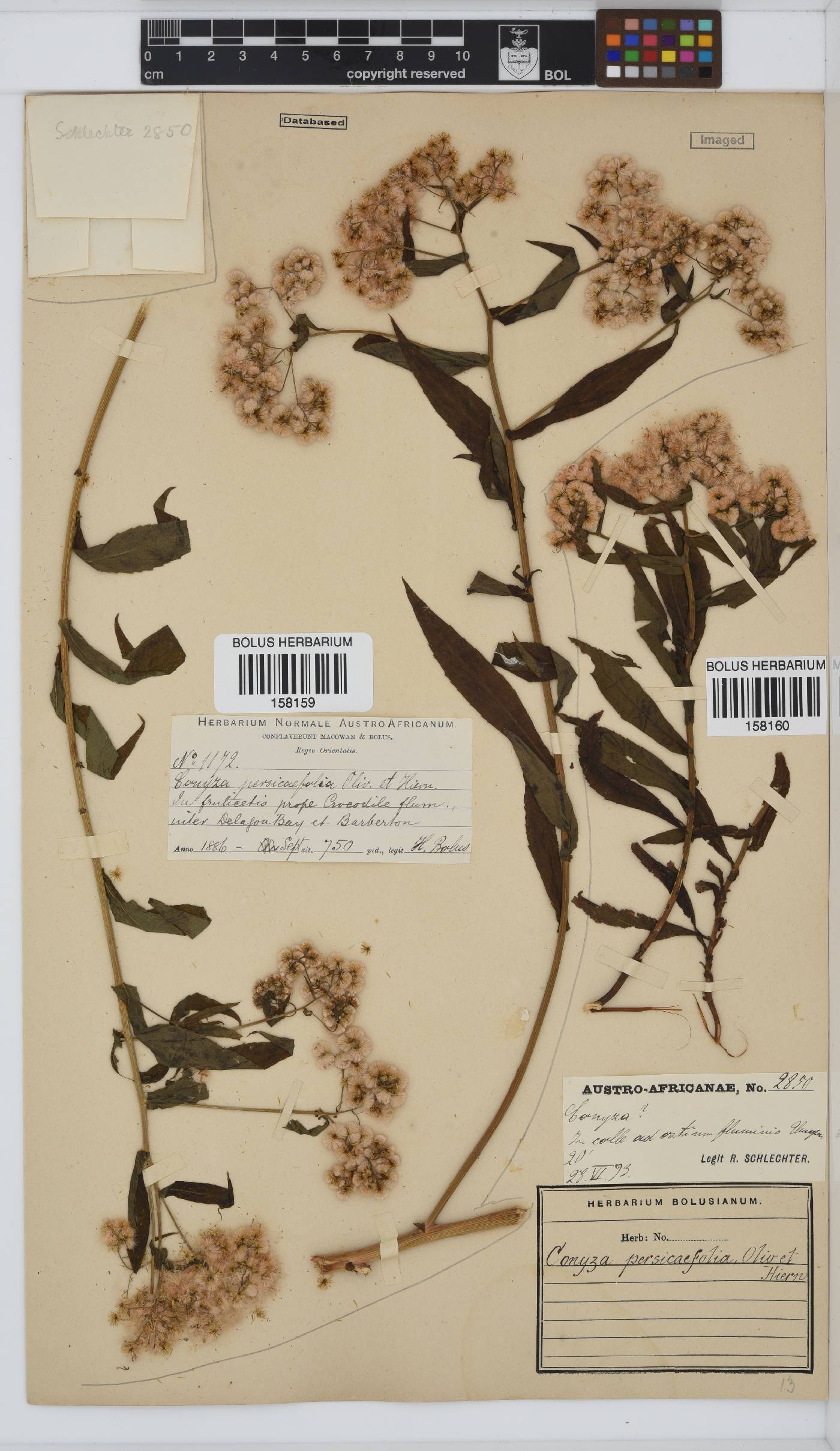 Conyza attenuata image