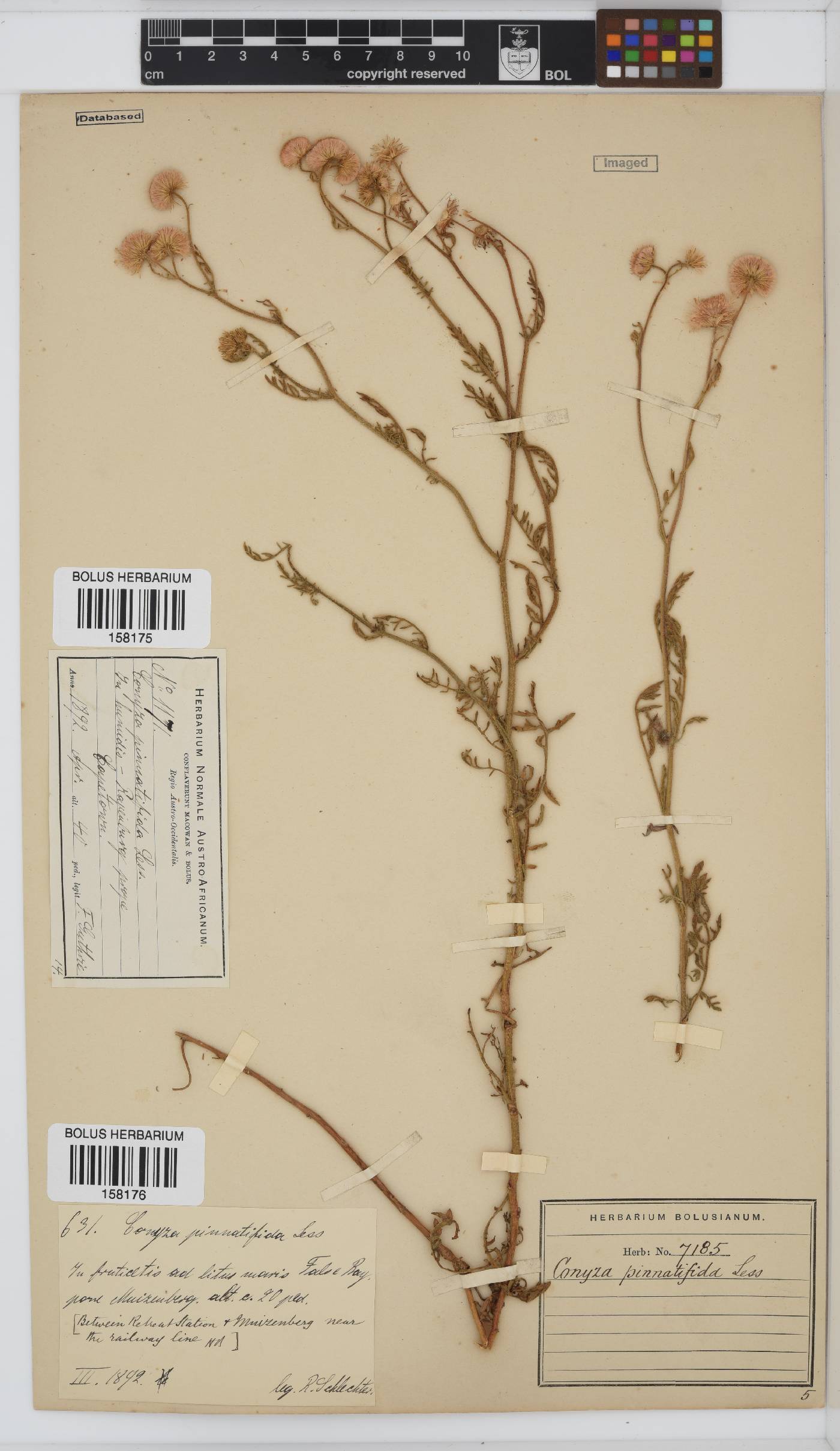 Conyza pinnatifida image