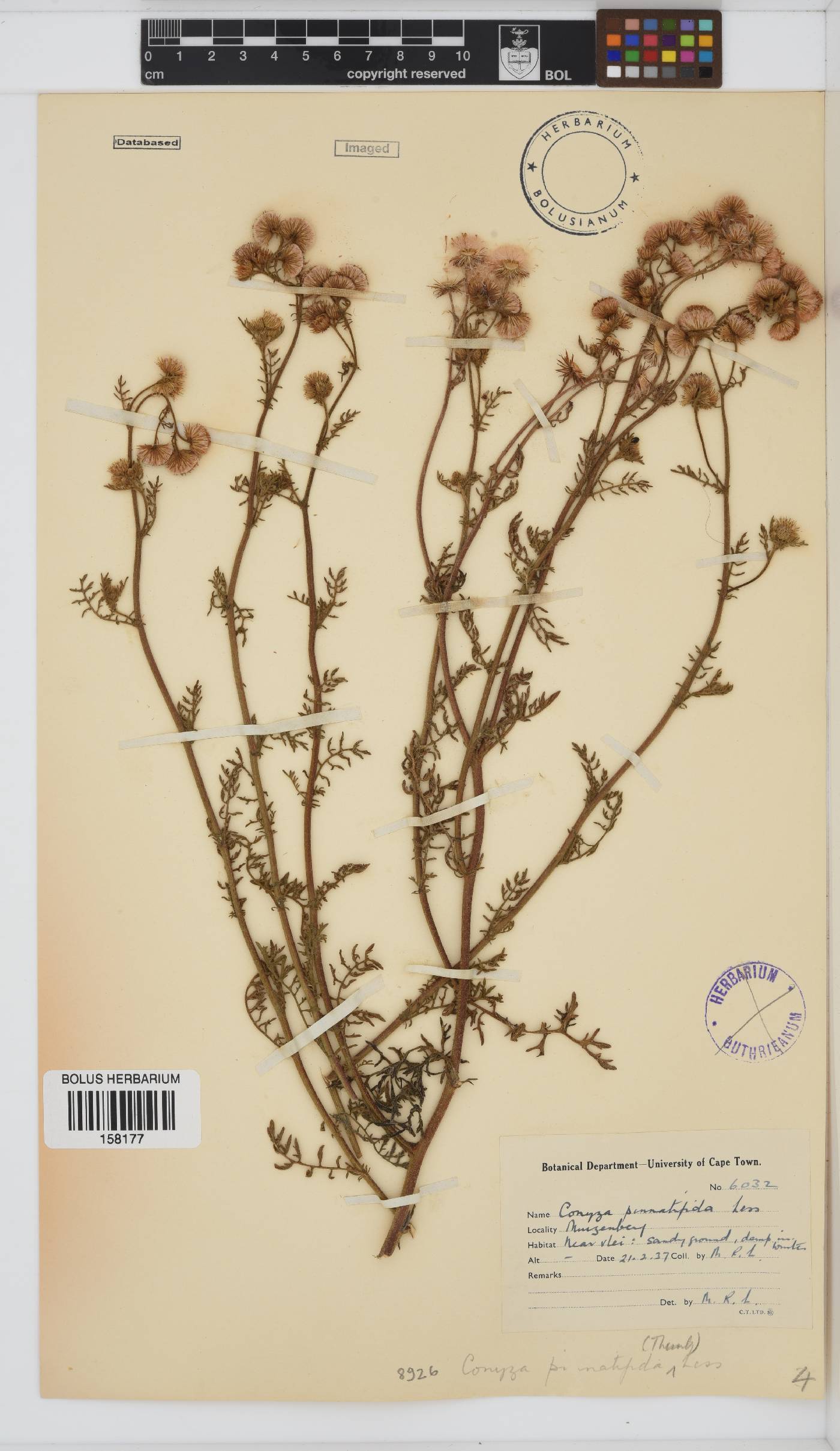 Conyza pinnatifida image