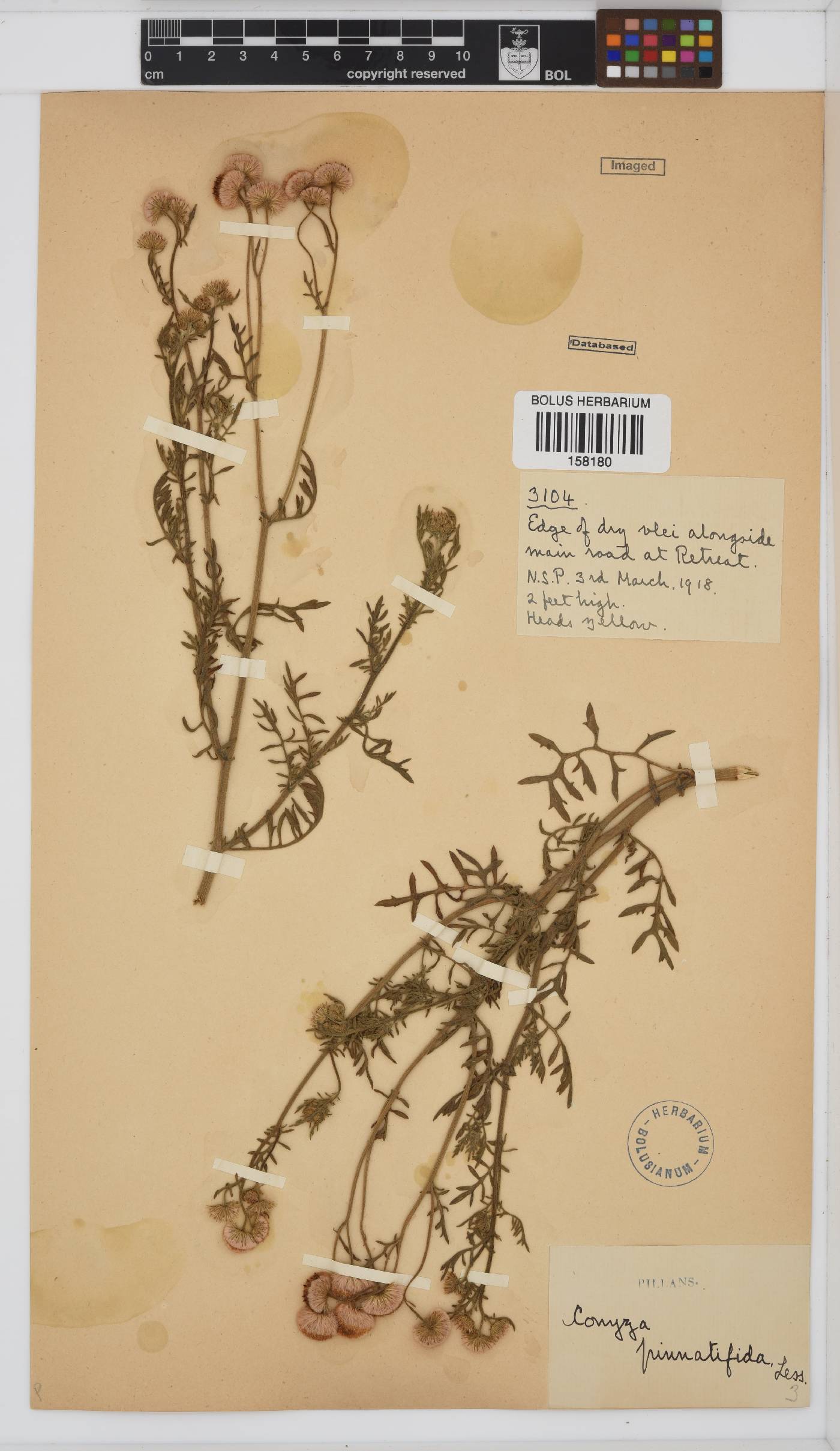 Conyza pinnatifida image