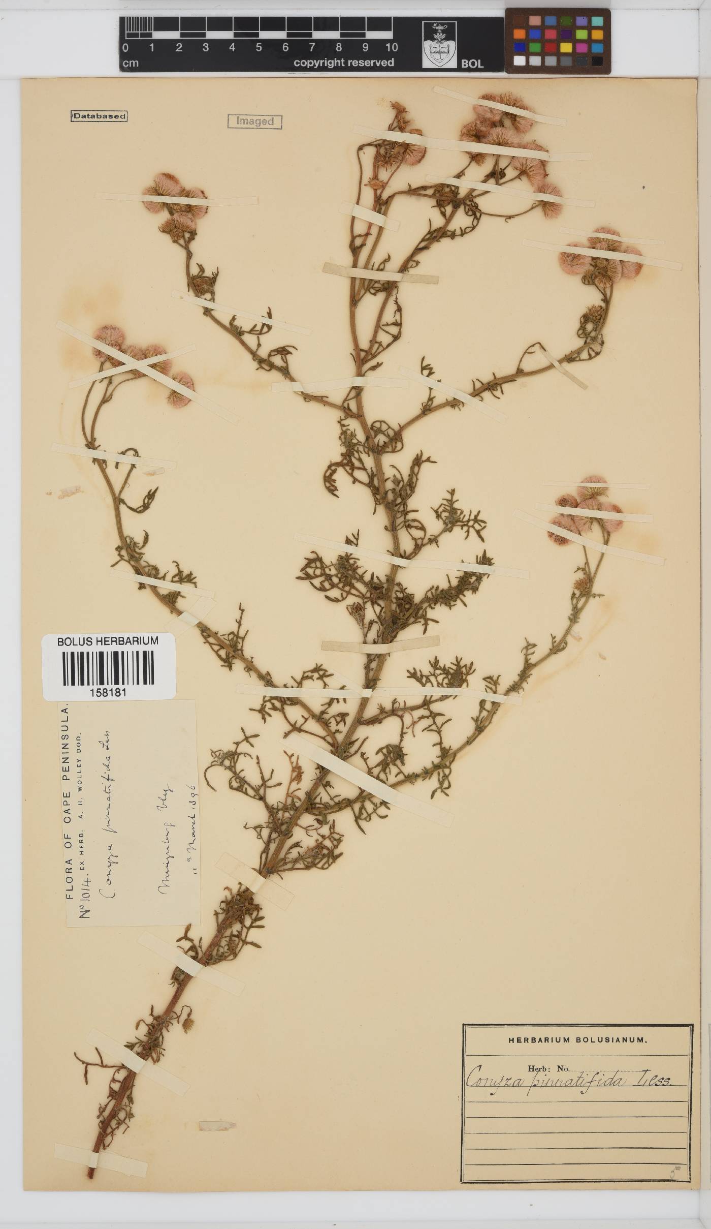 Conyza pinnatifida image