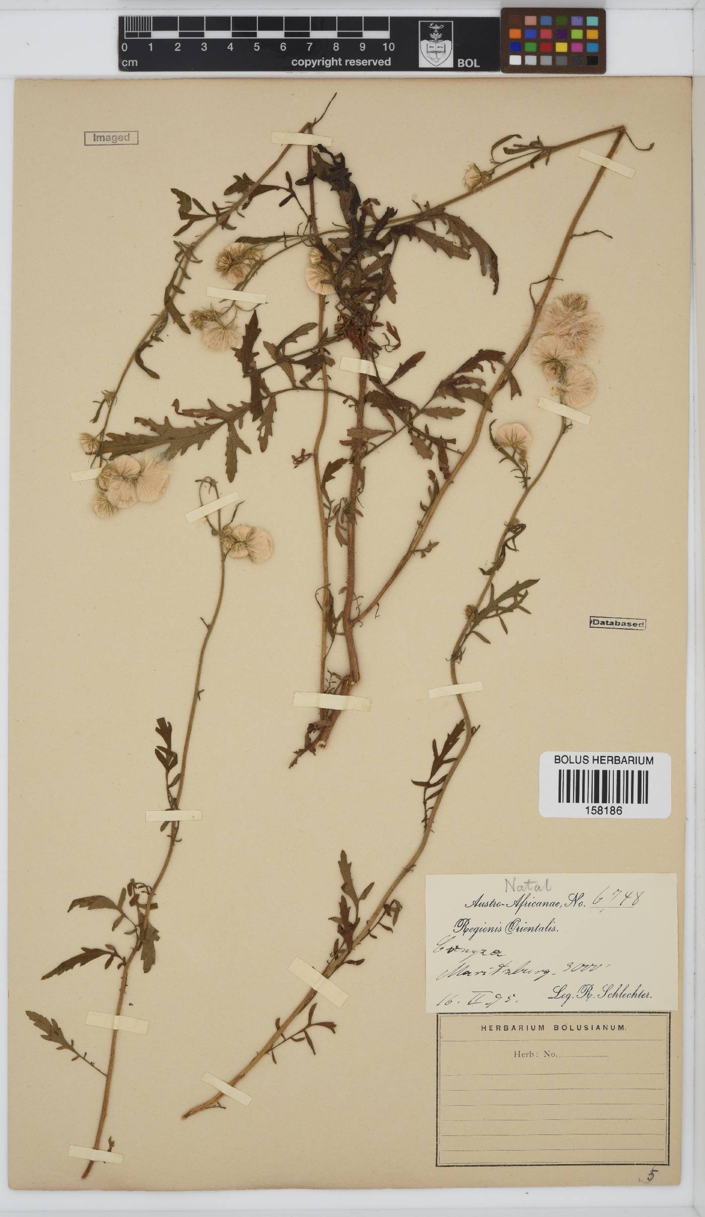 Conyza pinnatifida image