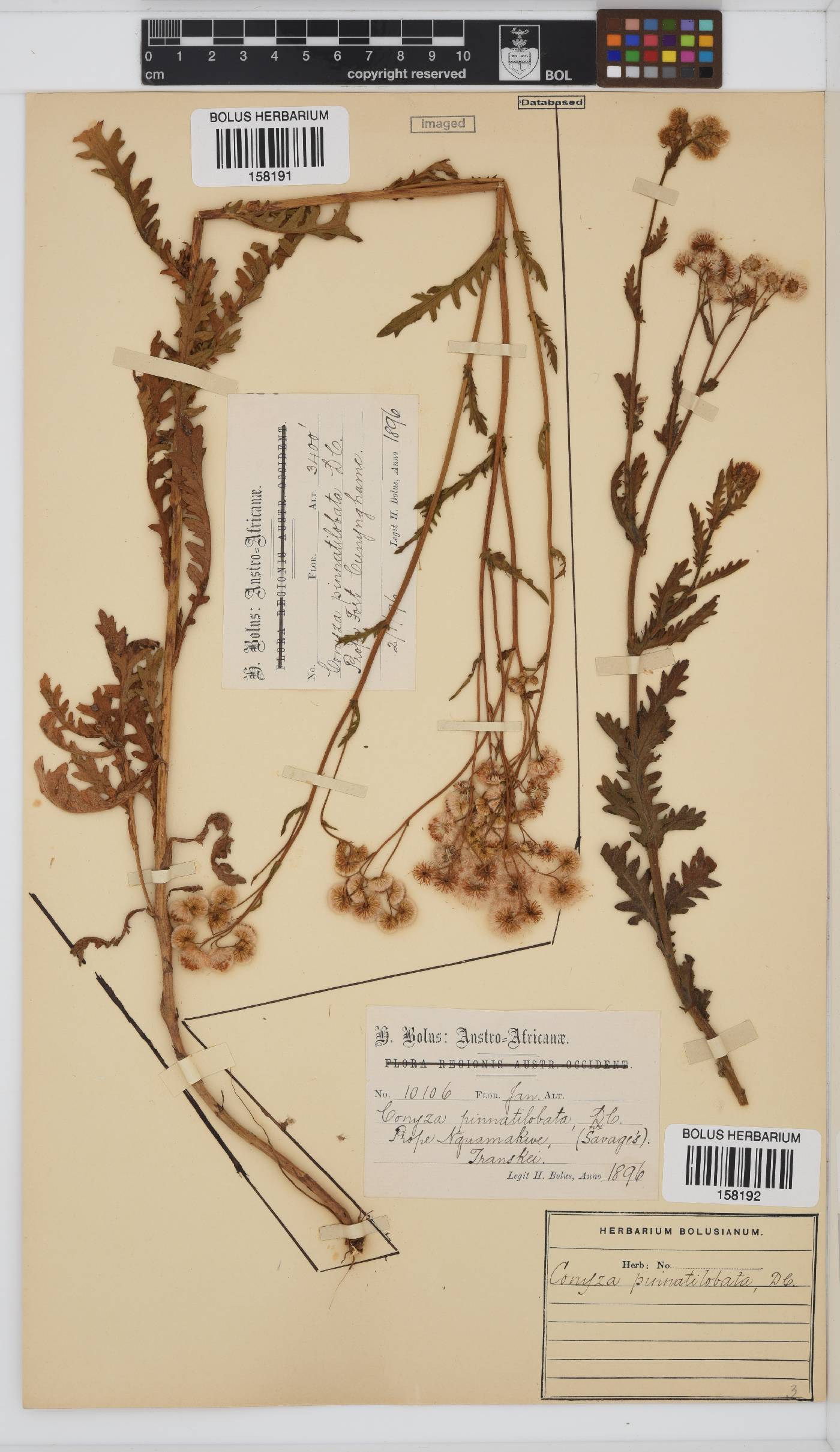 Conyza pinnata image