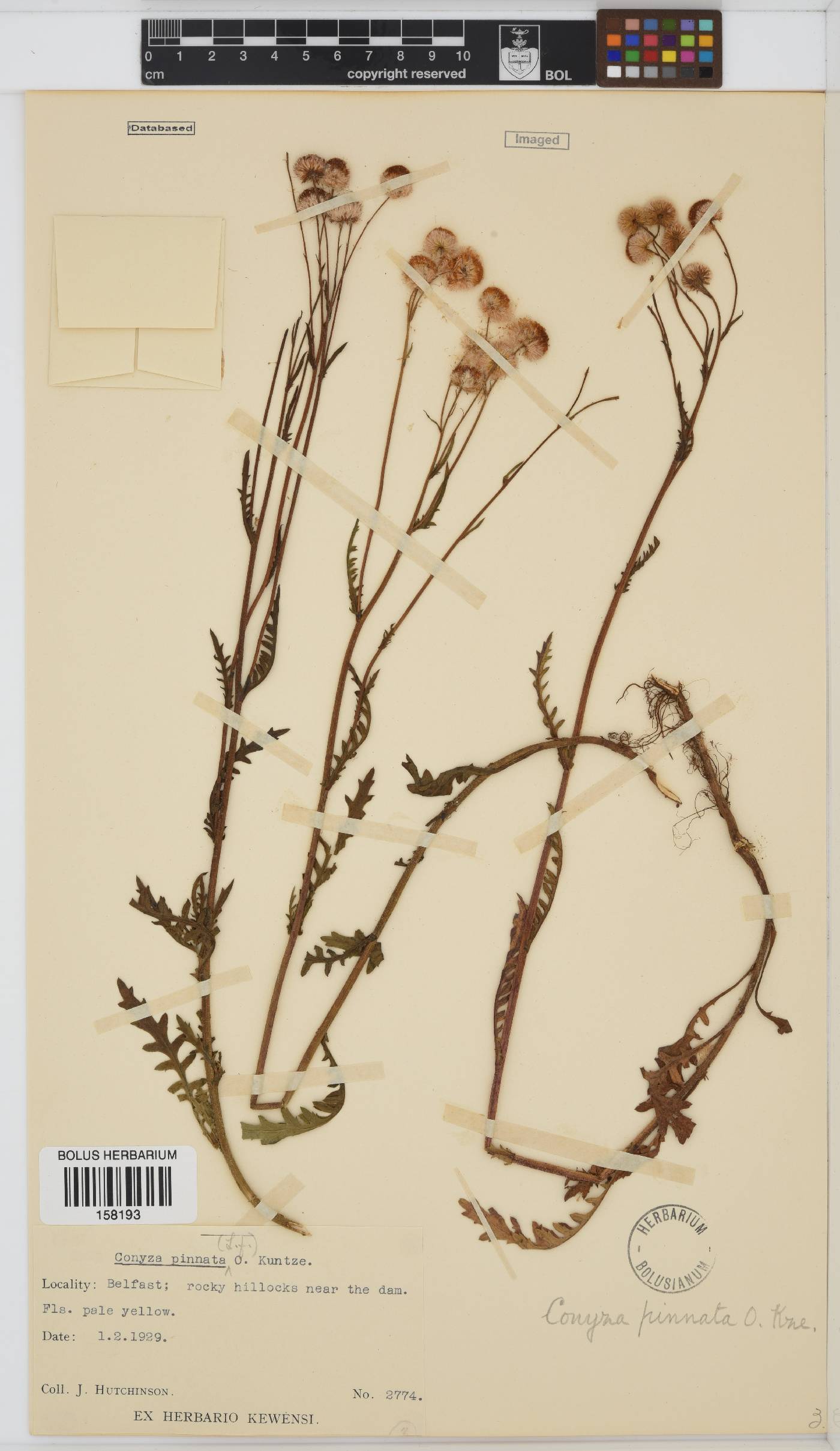 Conyza pinnata image