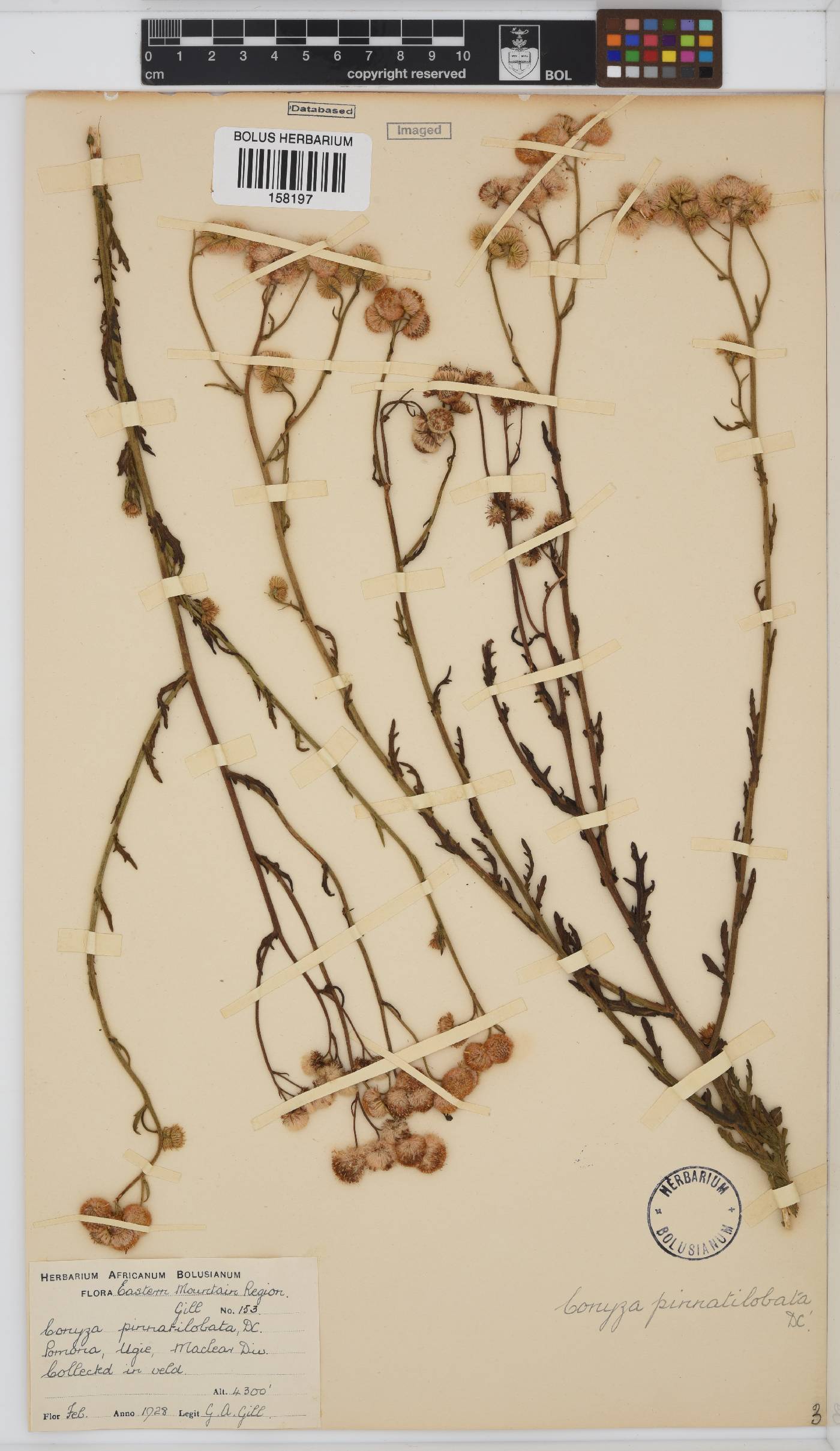 Conyza pinnata image