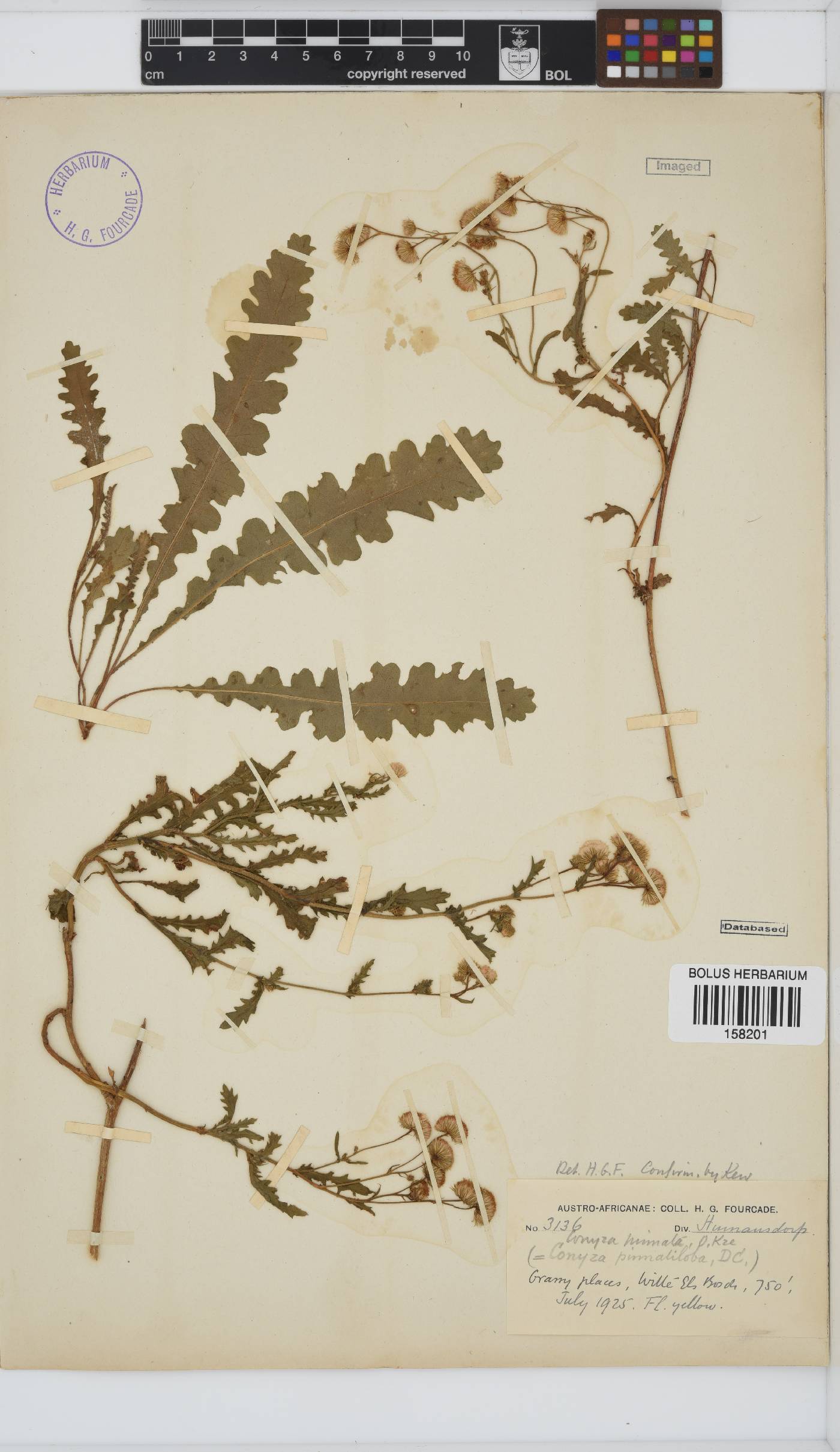 Conyza pinnata image