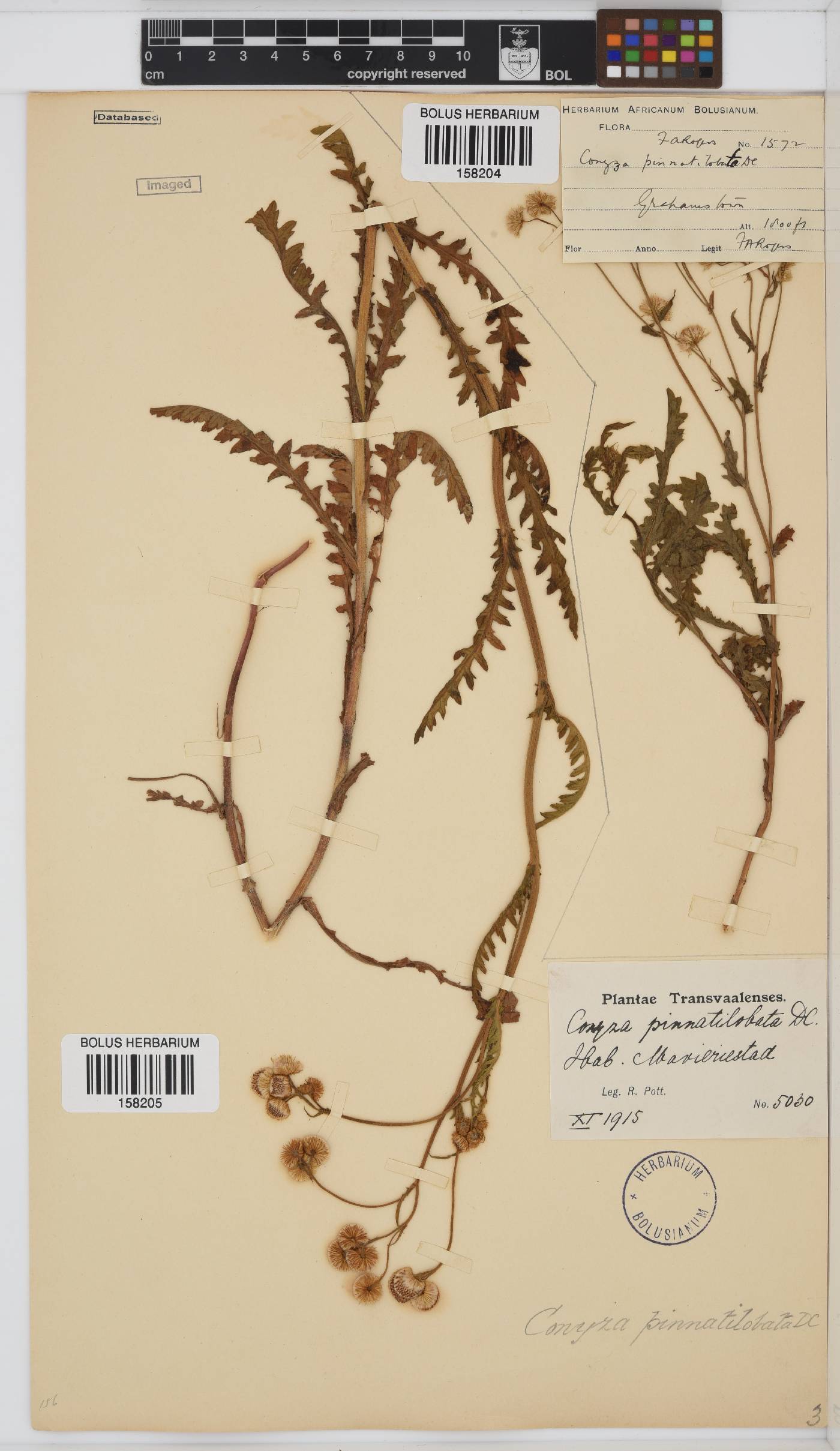 Conyza pinnata image