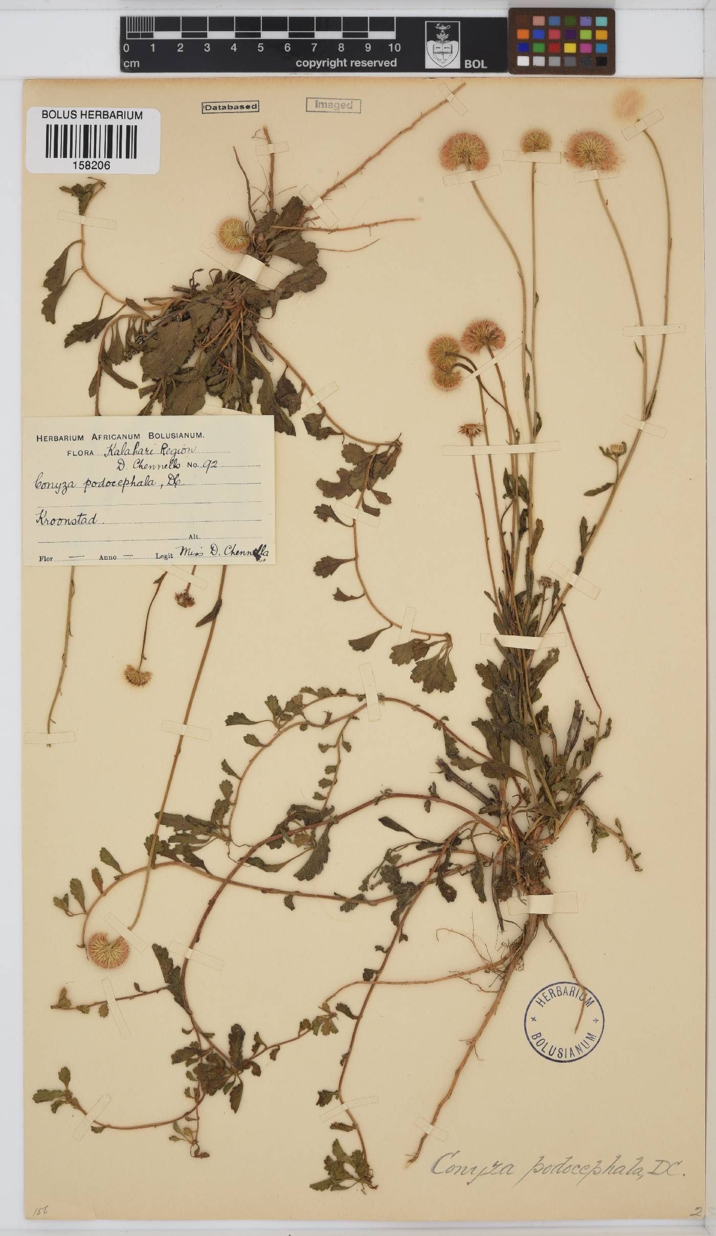 Conyza podocephala image