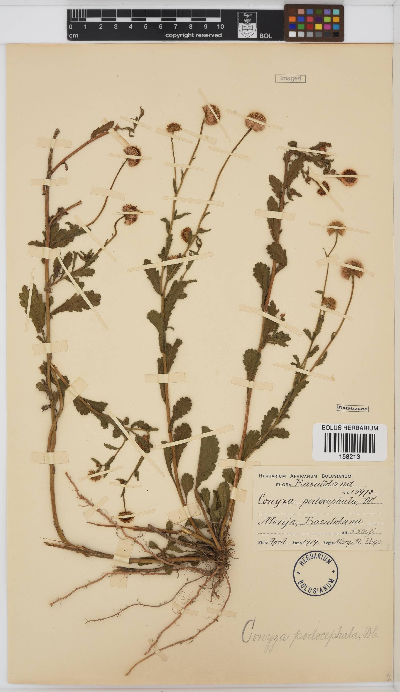 Conyza podocephala image