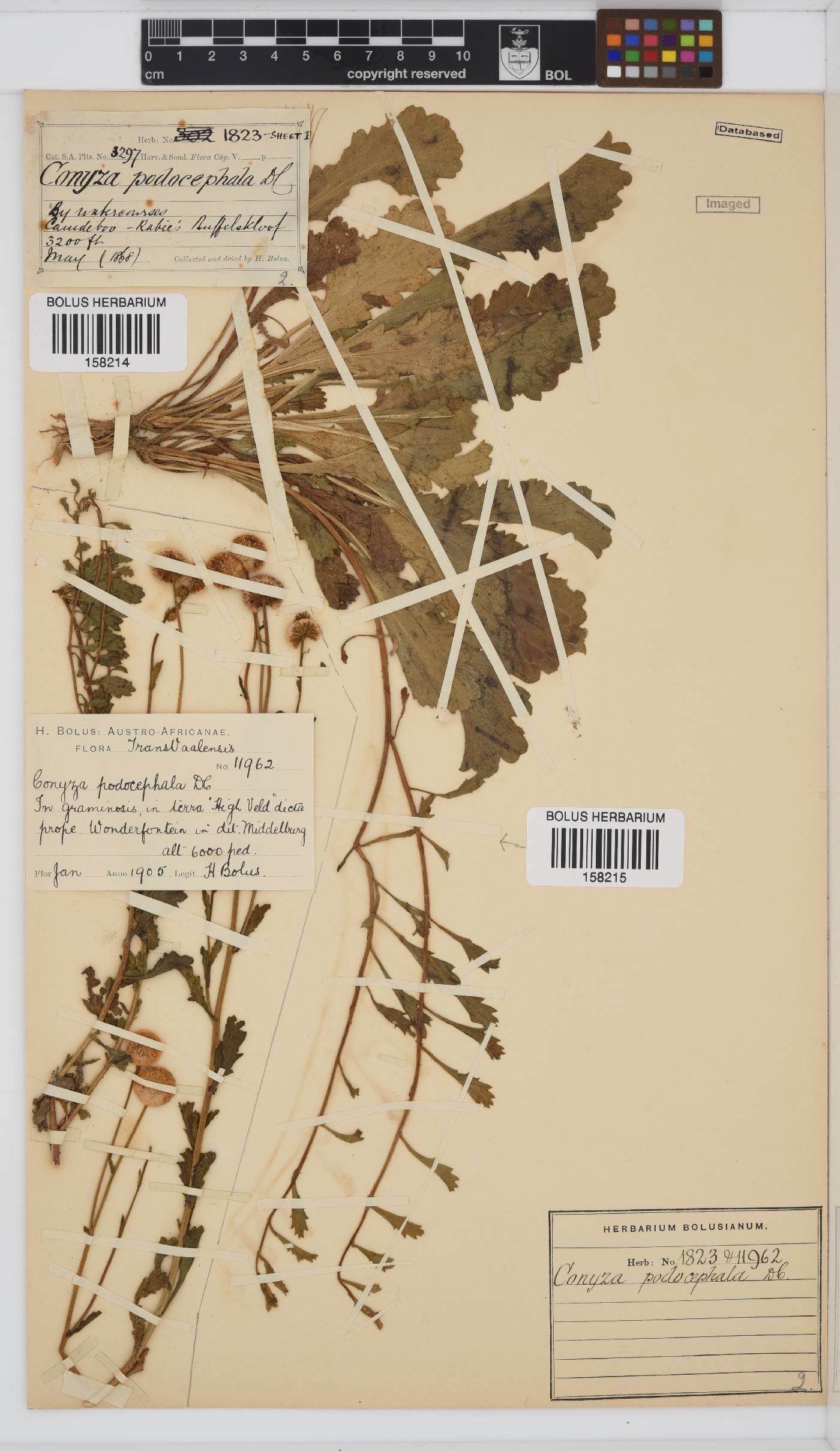 Conyza podocephala image